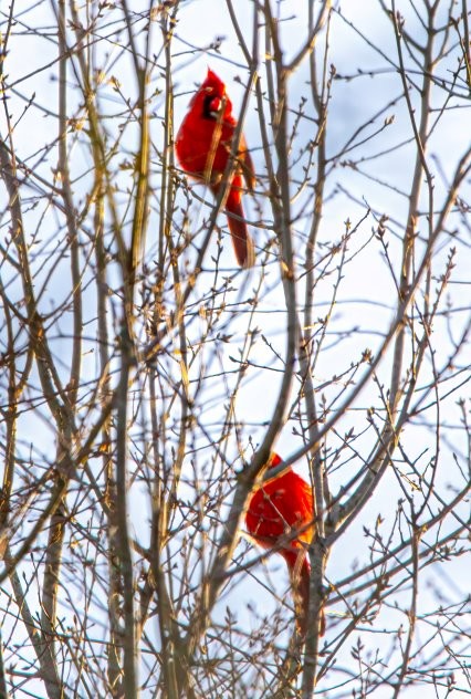 "The image shows two vibrant red cardinals perched on the bare branches of a tree. The background features a softly blurred sky with scattered clouds, which makes the bright color of the birds stand out even more. The cardinal higher up in the frame is looking off to the side, while the one lower down is facing towards the camera. The leafless branches suggest that the season might be winter or early spring. This scene beautifully captures the striking appearance of cardinals in their natural habitat." - Copilot