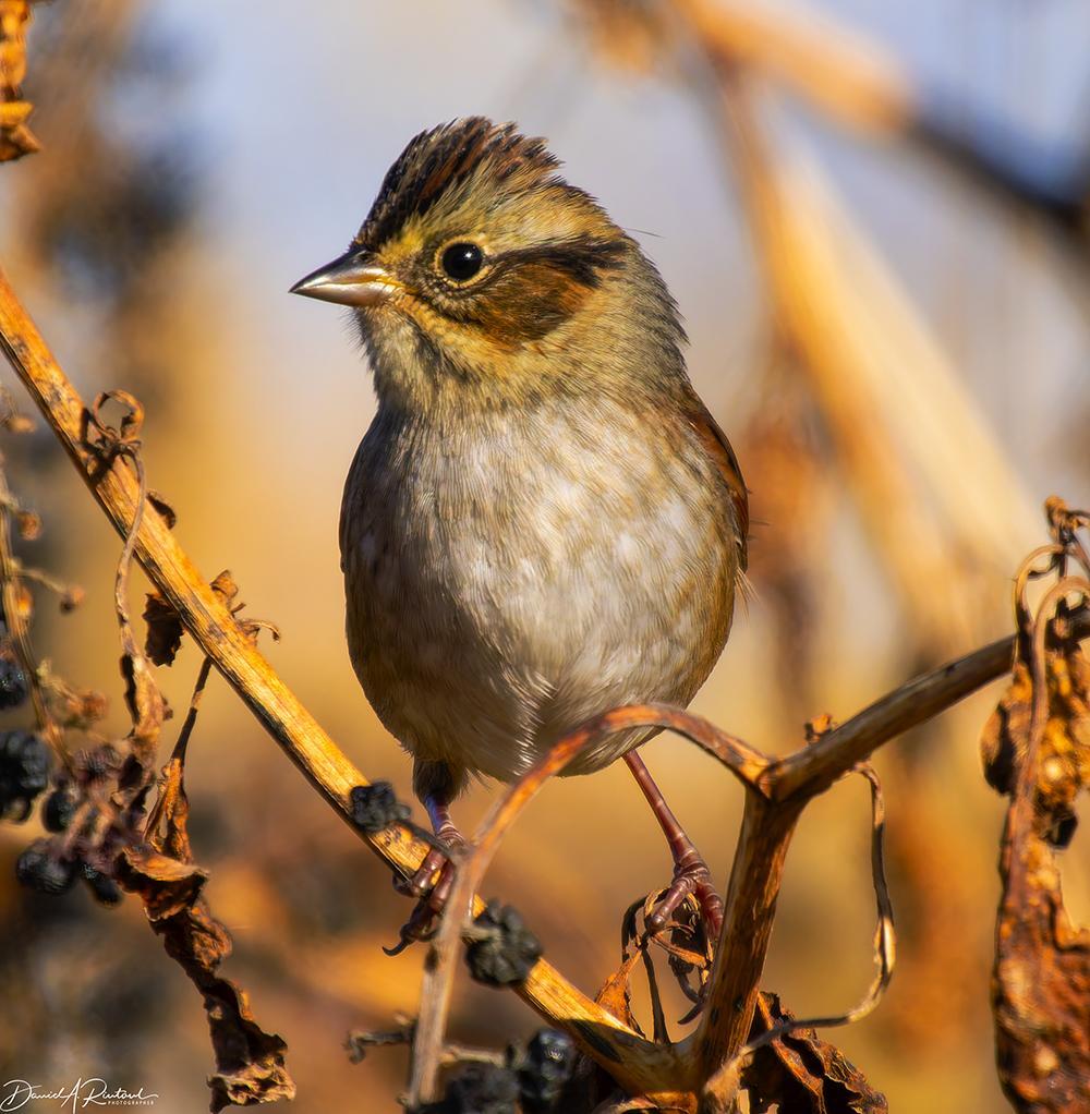 Small gray-breasted bird with conical bill, chestnut cheek patch, and upraised chestnut-streaked crown, perched in a bush with some dark-colored dry berries