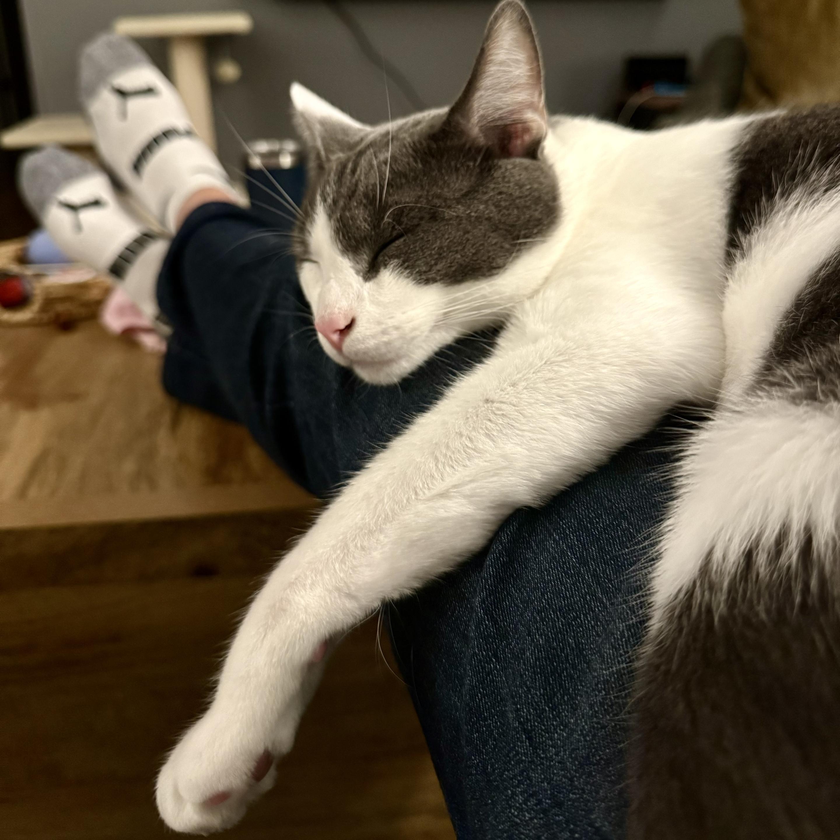 Gray and white cat sleeping on my lap