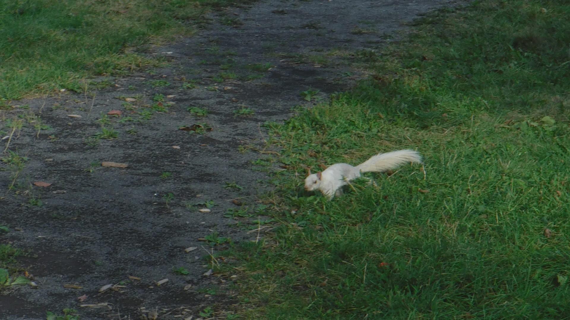 A white-furred grey squirrel walking through grass