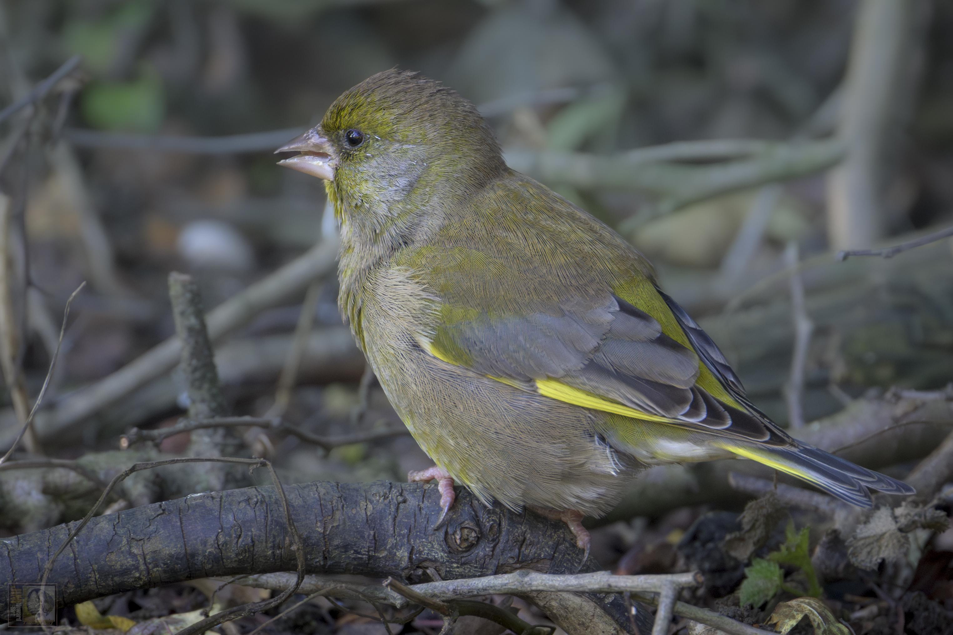 Greenfinches are large, chunky finches that are mostly olive-green, but with a yellow patch on the wings and tail. 