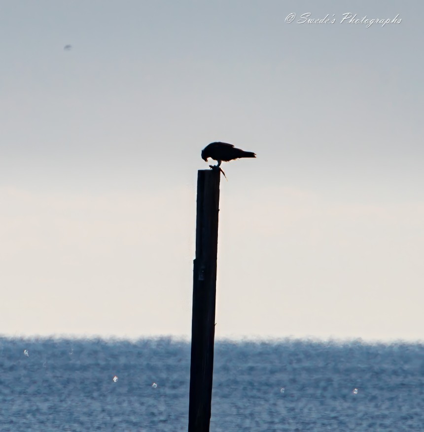 "The image captures a striking scene of an osprey perched atop a tall wooden post in the ocean. The bird is silhouetted against a light sky, with the calm waters stretching out in the background. The osprey holds a freshly caught fish in its talons, showcasing its impressive hunting skills. The serene ocean setting and the bird's poised stance create a captivating moment of nature's beauty. The photograph is signed "© Swede's Photographs" in the upper right corner.

It's a wonderful snapshot that highlights the osprey's prowess and the tranquil marine environment." - Copilot