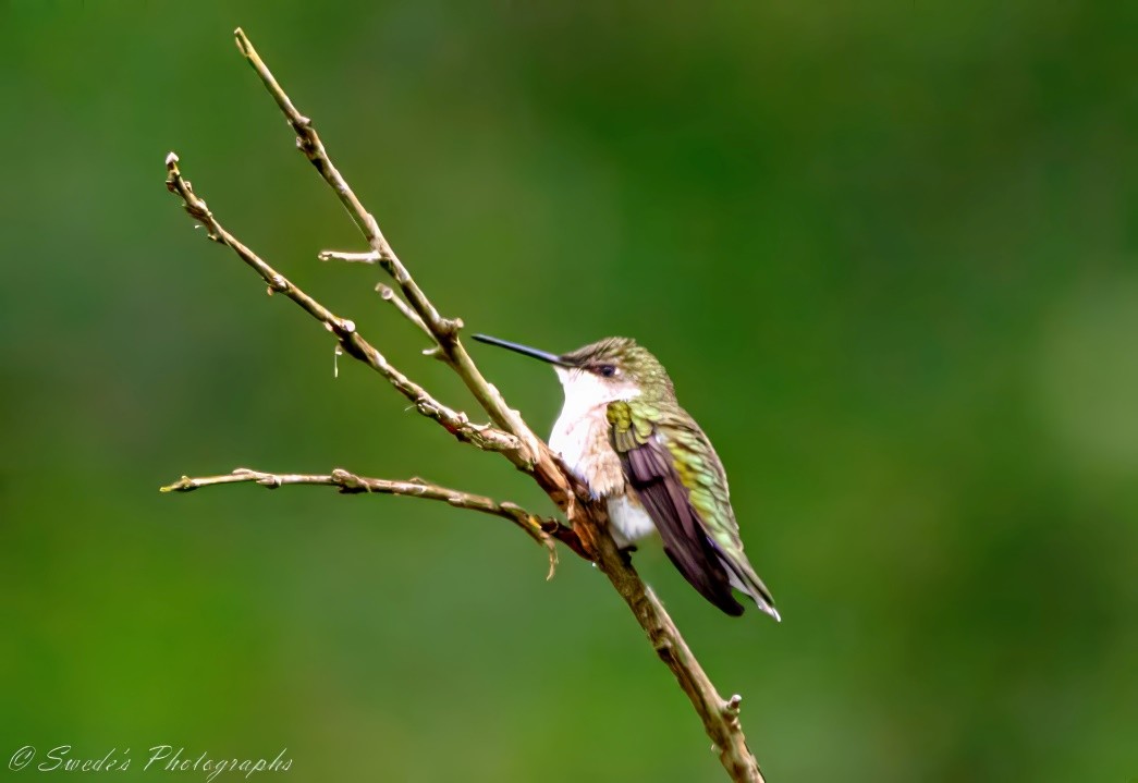 "The image shows a small bird, likely a hummingbird, perched on a thin, bare branch. The bird has green and brown feathers with a white underbelly. The background is a blurred green, suggesting a natural, outdoor setting. The bird's beak is long and slender, typical of hummingbirds, which they use to feed on nectar. The image is interesting due to the detailed and close-up view of the bird, highlighting its delicate features and vibrant colors. The photograph is signed "© Swede's Photographs" in the bottom left corner." - Copilot