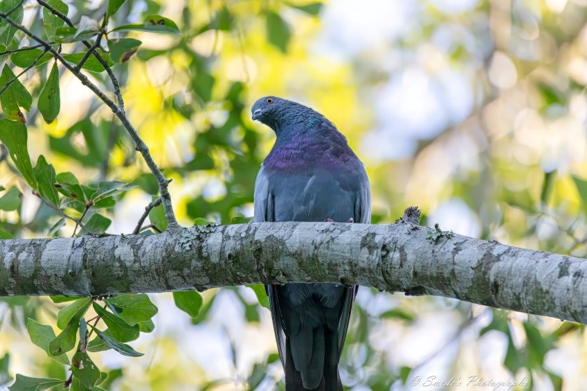 "The image shows a pigeon with grey and purple plumage perched on a tree branch surrounded by green leaves facing the camera. The pigeon's head and neck tilt over its right wing as if curious about whatever it is looking at. The background is softly blurred, which highlights the bird and the branch in sharp detail. This serene scene captures the beauty of wildlife and the natural environment, showcasing the pigeon in its natural habitat. The overall effect is peaceful and calming, with the pigeon appearing as a tranquil observer in the forest." - Copilot