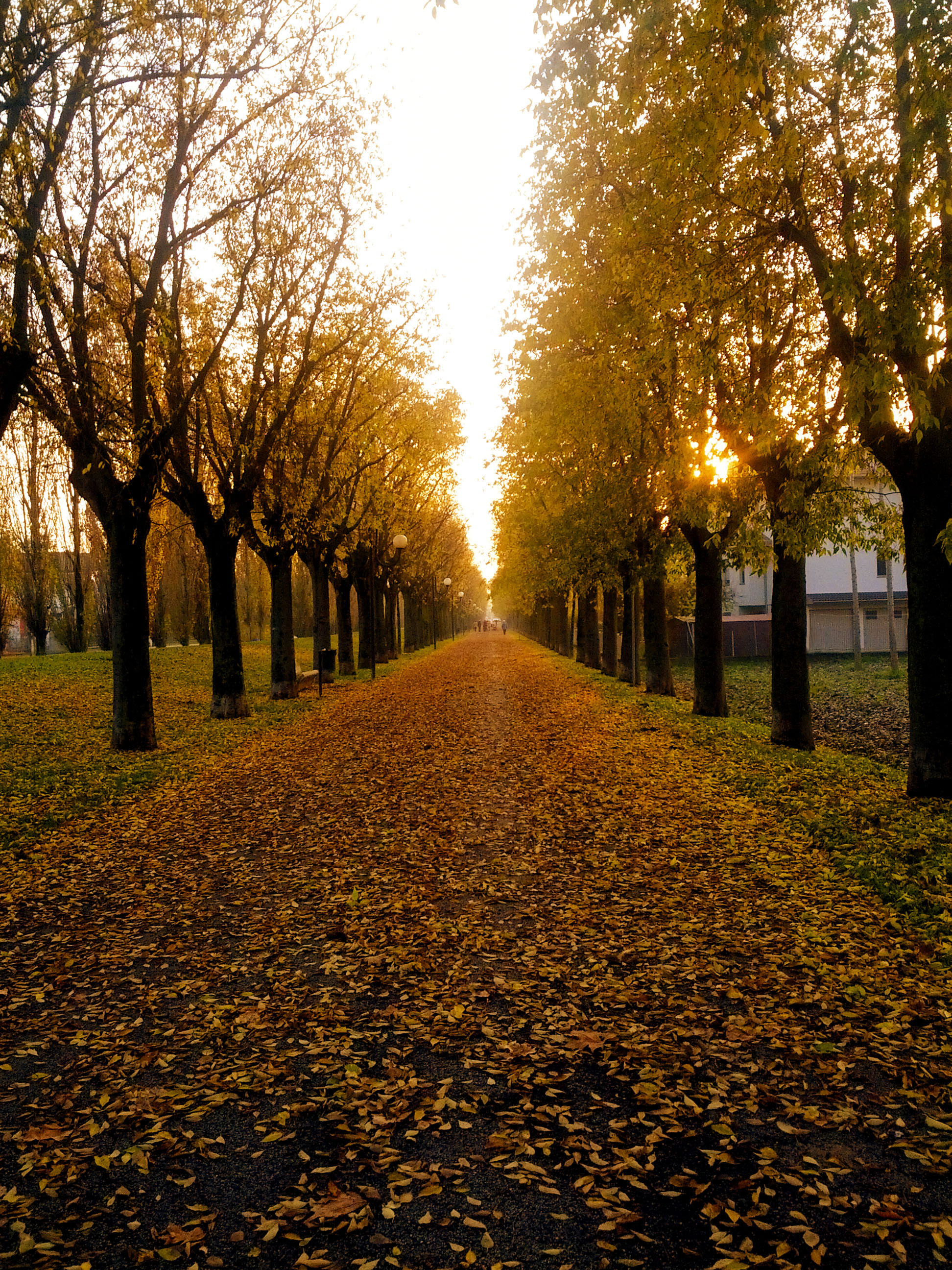 The photo shows a tree-lined path during autumn. The trees have dense foliage in shades of yellow and green, suggesting early autumn. A carpet of fallen leaves covers the path, which is centered in the photo and stretches into the distance where the setting or rising sun casts a warm glow. The sky is not visible, and there are no people or animals seen. The overall ambiance is serene and picturesque, typical of an autumnal scene.
