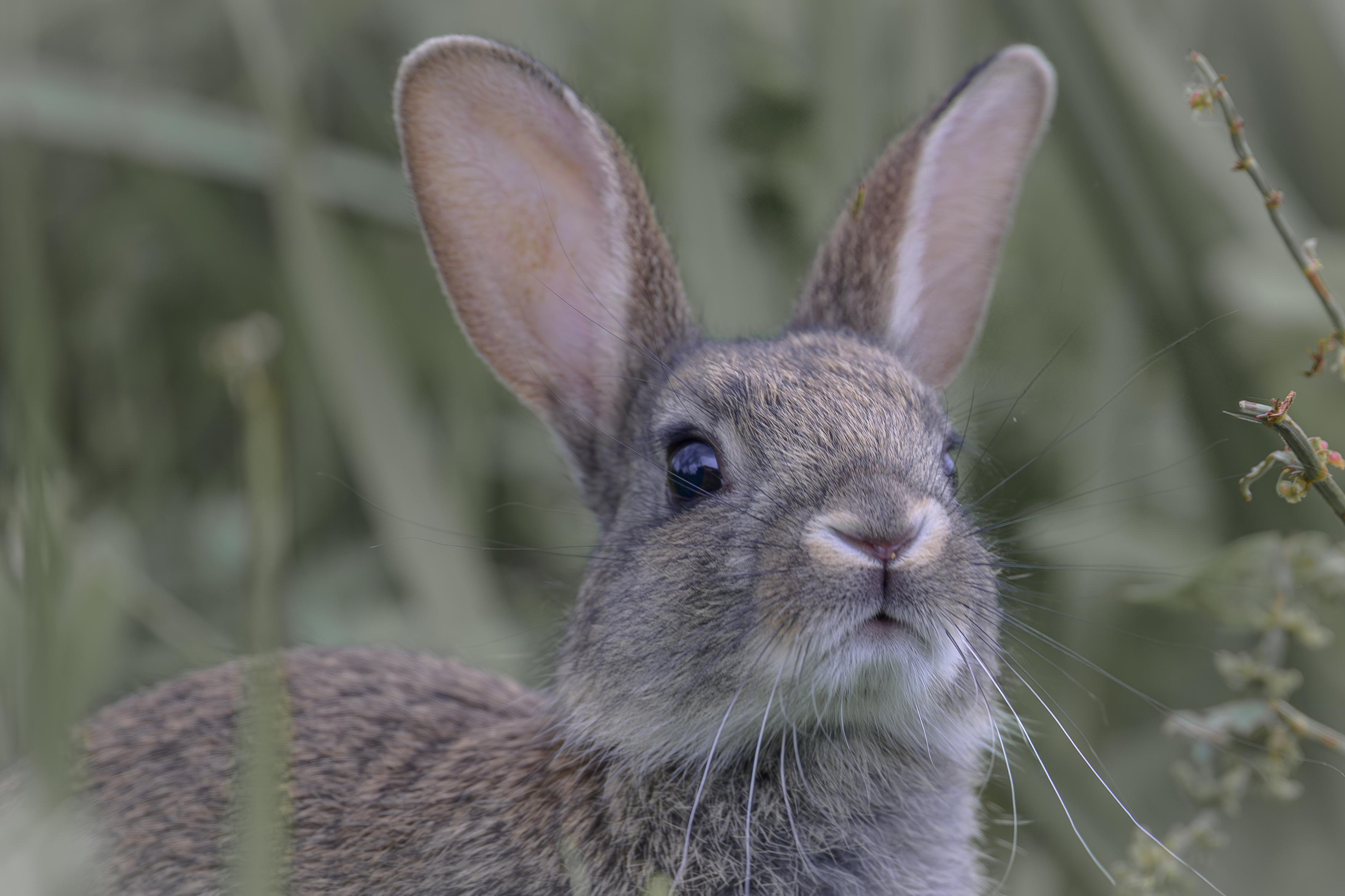 A rabbit looking out over a body of water (not in shot) 