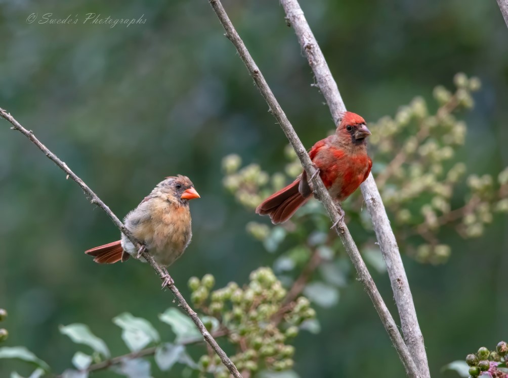 "The image features two juvenile Northern Cardinals perched on branches surrounded by lush green foliage. The bird on the left, likely a female, has a mix of grayish and reddish-brown feathers. The bird on the right, probably a male, displays more vibrant red feathers with some gray around the beak and eyes. The contrast between their plumage and the greenery makes for a visually appealing scene." -  Copilot