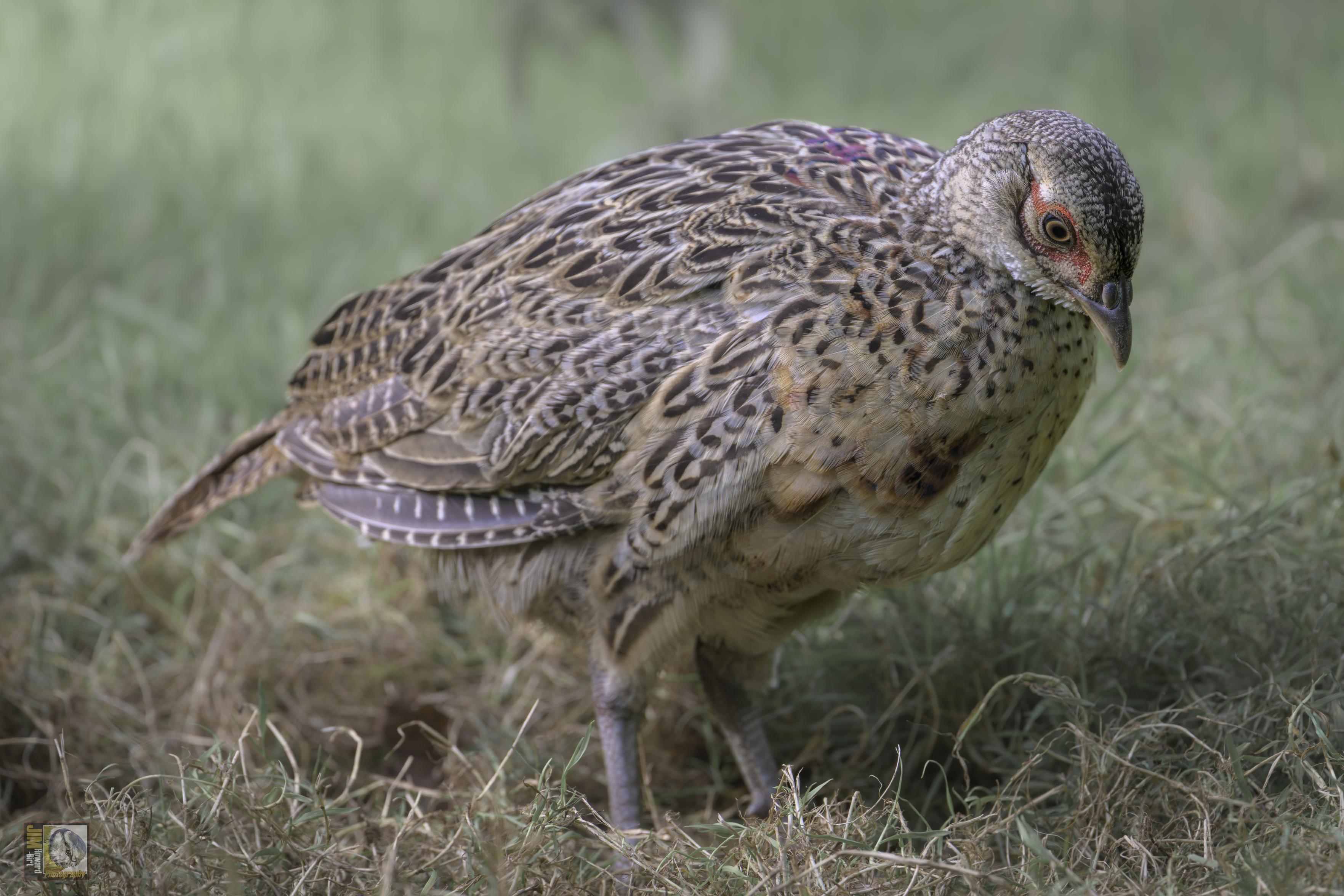 a pretty brown pheasant