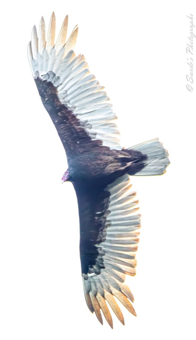 The image shows a turkey vulture flying low overhead. The vulture's wings are spread wide, showcasing its impressive wingspan and feather patterns. Its head is red and bald, and it has a sharp, hooked beak. The bird's body and wings are dark, almost black, with lighter-colored feathers towards the tips of its wings. The vulture appears to be gliding effortlessly, scanning the ground below for food. Its eyes are keen and focused, embodying the grace and efficiency of these scavenging birds.