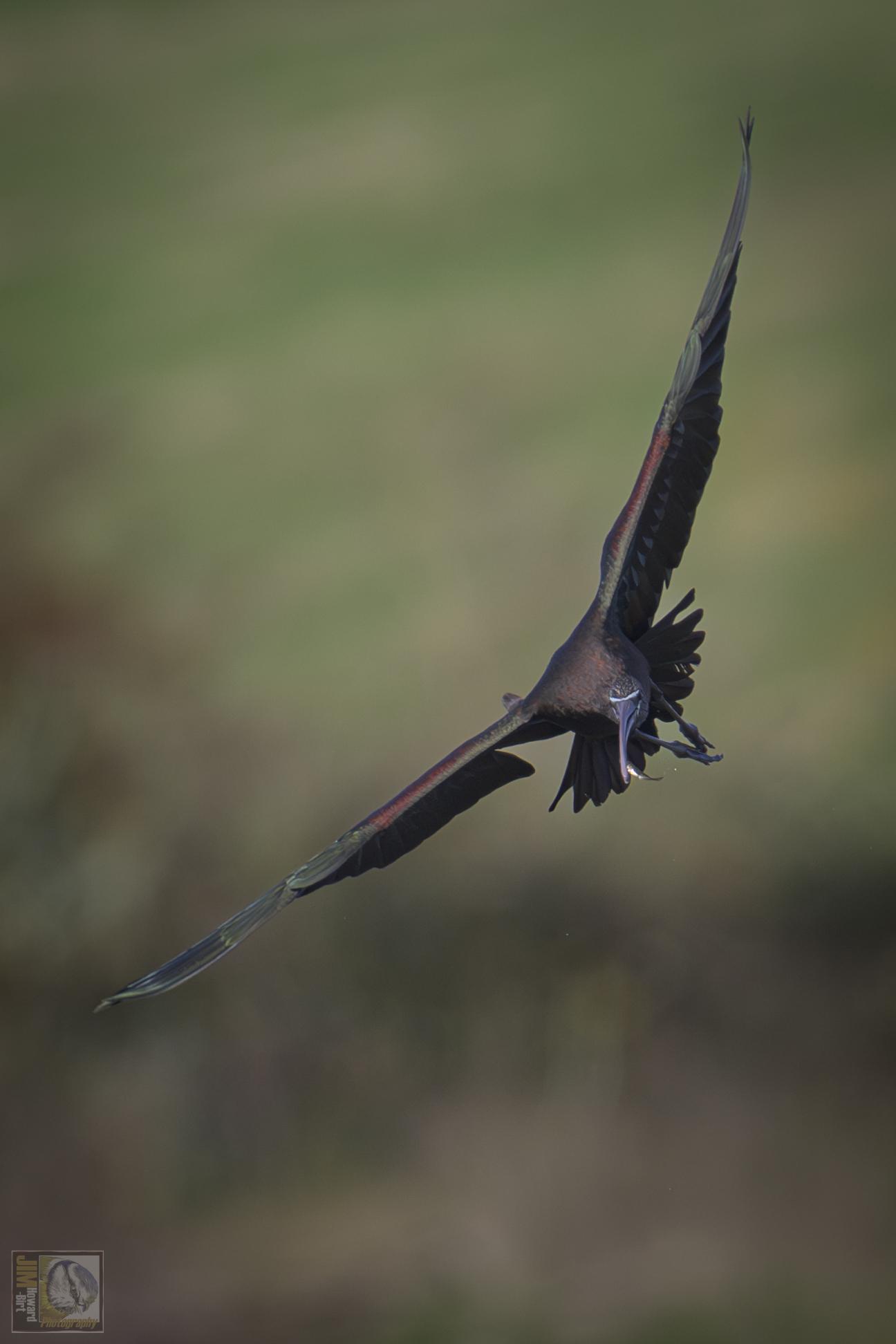 A iridescent winged wading birds in flight with a small fish in its beak 