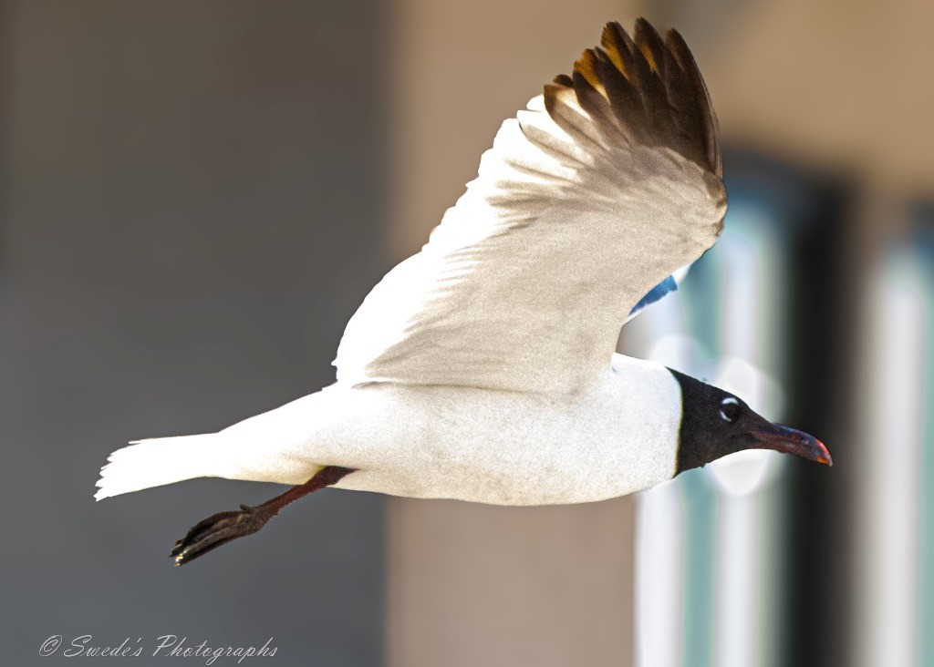 "The image shows a laughing gull in flight, captured mid-air against a blurred urban background. The gull has a distinctive black head, white body, and black-tipped wings. The photograph is sharp and detailed, highlighting the bird’s feathers and the motion of its flight. The urban setting provides an interesting contrast to the natural subject, making the image visually striking and relevant for showcasing wildlife in city environments." - Copilot