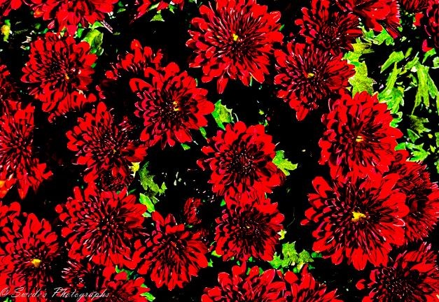 "The image is of vibrant red flowers densely packed together, each with dark centers, surrounded by lush green leaves. The dark background really makes the colors pop. The image is signed "© Swede's Photographs" in the bottom left corner. The contrast between the vivid red petals and green foliage is particularly striking." - Copilot 

The flowers in the photograph are garden mums (Chrysanthemum × morifolium).