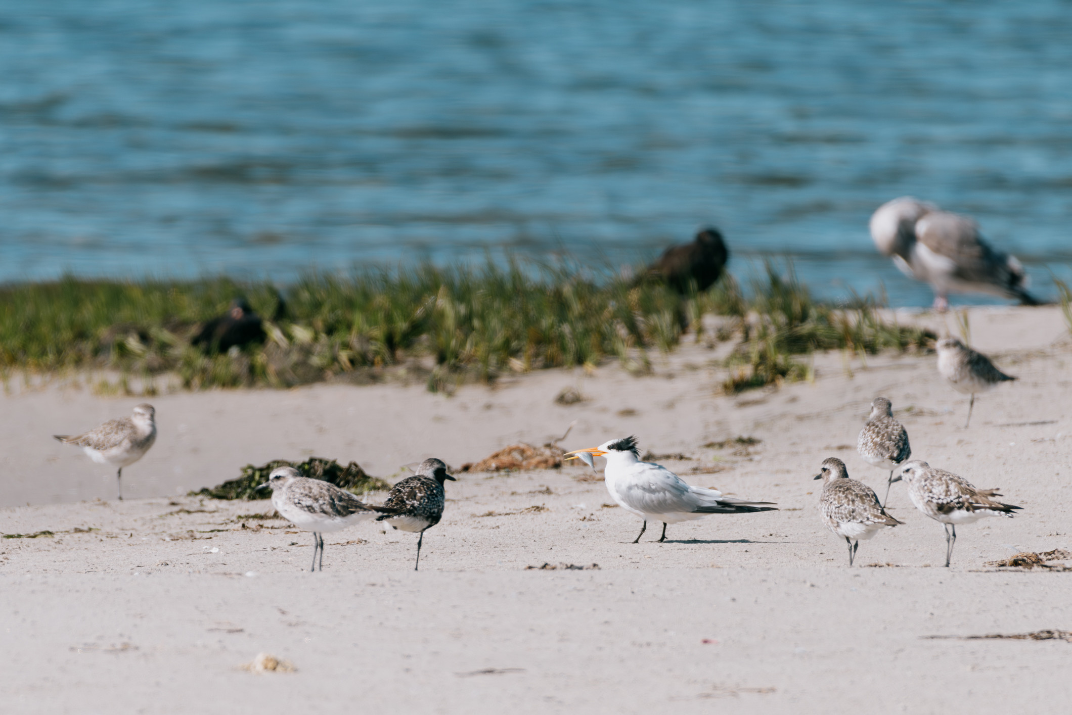 a digital photo of some shore birds standing around 