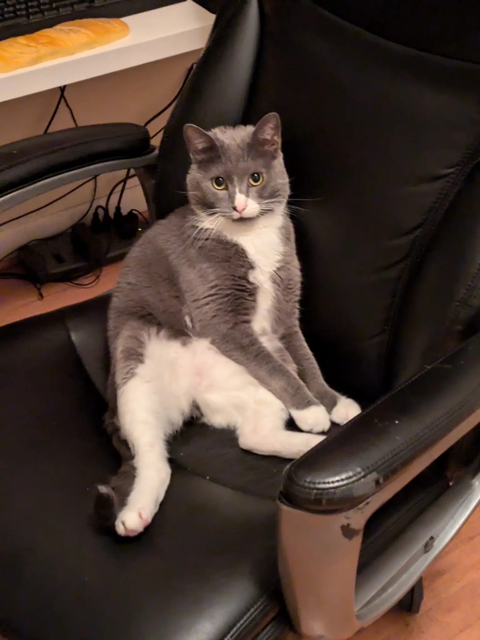 my cat straight booling in my office chair