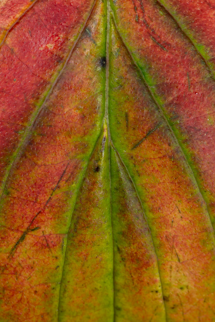 a closeup of a red leaf fading to orange and yellow in some places. here and there, along the veins, the green of the leaf is still holding on. the image is very close, only showing a portion of the leave, with the main central vein vertically downards the centre of the frame and the other veins crossing the frame at intervals. it has some brown splotches in places