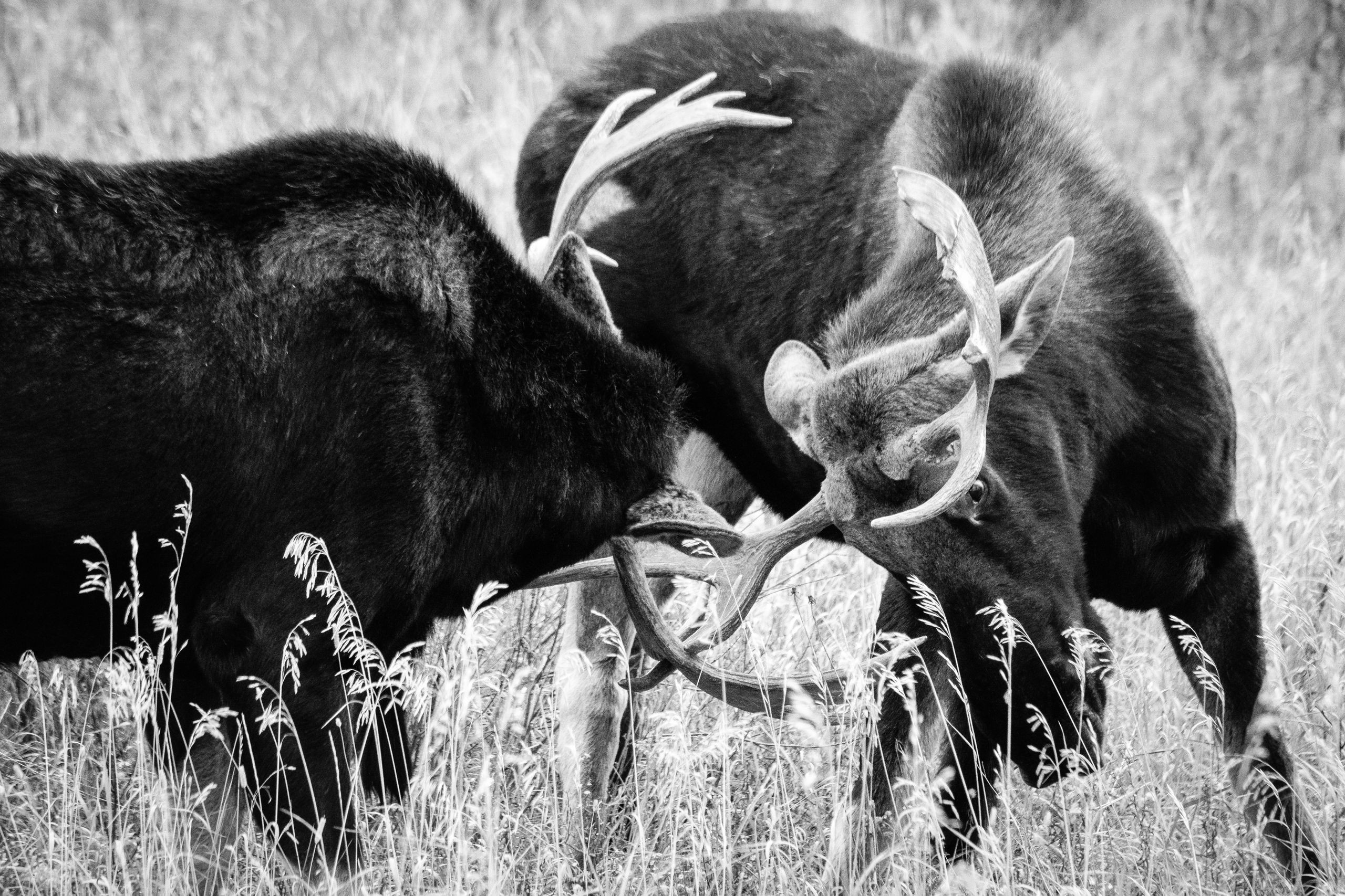 Two bull moose locking antlers while sparring.