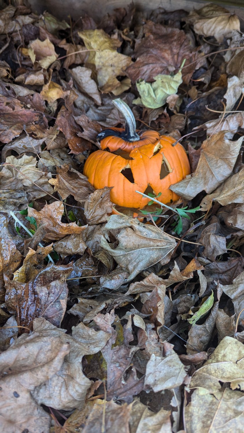 Une photo d'une citrouille creusée pour Halloween a moitié enterrée dans un tas de feuilles 