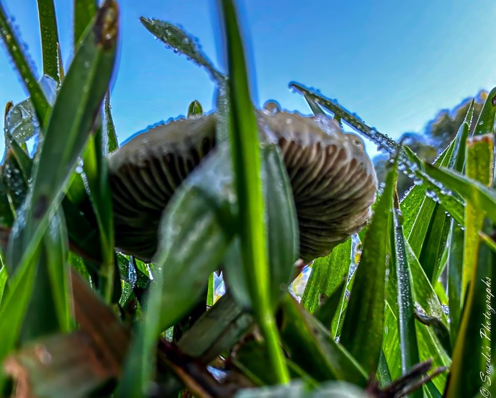 It Came from Beneath the Grass

"The image shows a close-up view of a mushroom from a low angle, surrounded by green grass blades covered in water droplets. The sky in the background is clear blue, suggesting a sunny day. The perspective makes the mushroom appear large compared to its surroundings, providing an interesting viewpoint as if seen from an insect’s perspective." - Copilot with edits