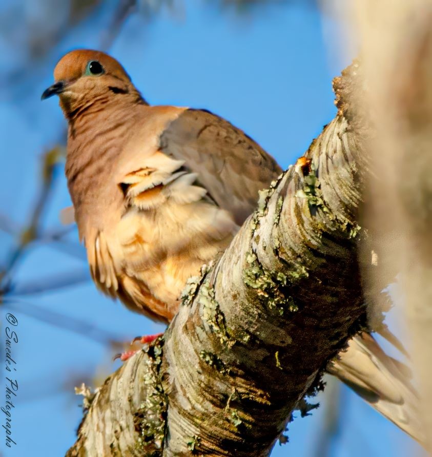 "The image shows a mourning dove perched on a thick, lichen-covered branch. The dove has a light brown body with darker brown markings on its wings and a black beak. The background is a clear blue sky with some blurred branches, indicating a natural outdoor setting. The bird is facing slightly to the left, and its eye is clearly visible. The image is interesting because it captures the bird in a natural habitat, highlighting its detailed plumage and the texture of the branch it is perched on. The photograph is signed with "© Swede's Photography" on the left side.

What a lovely sighting! Doves are often seen as symbols of peace and grace." - Copilot