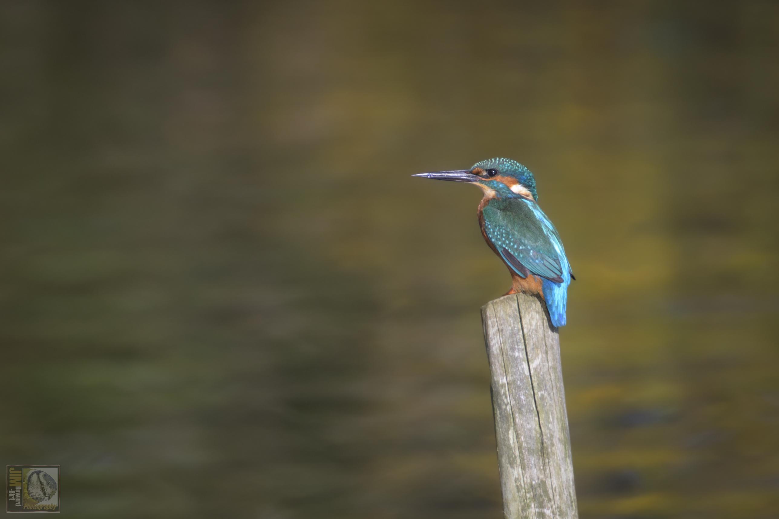 a brightly coloured bird (blues and oranges) perched on a post