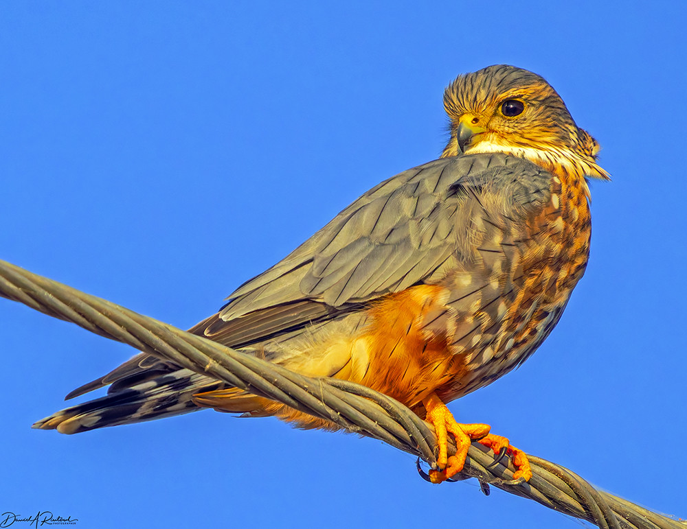 Blue-backed bird with dark eye, rounded head, streaky underside, and rusty thighs, perched on a utility wire