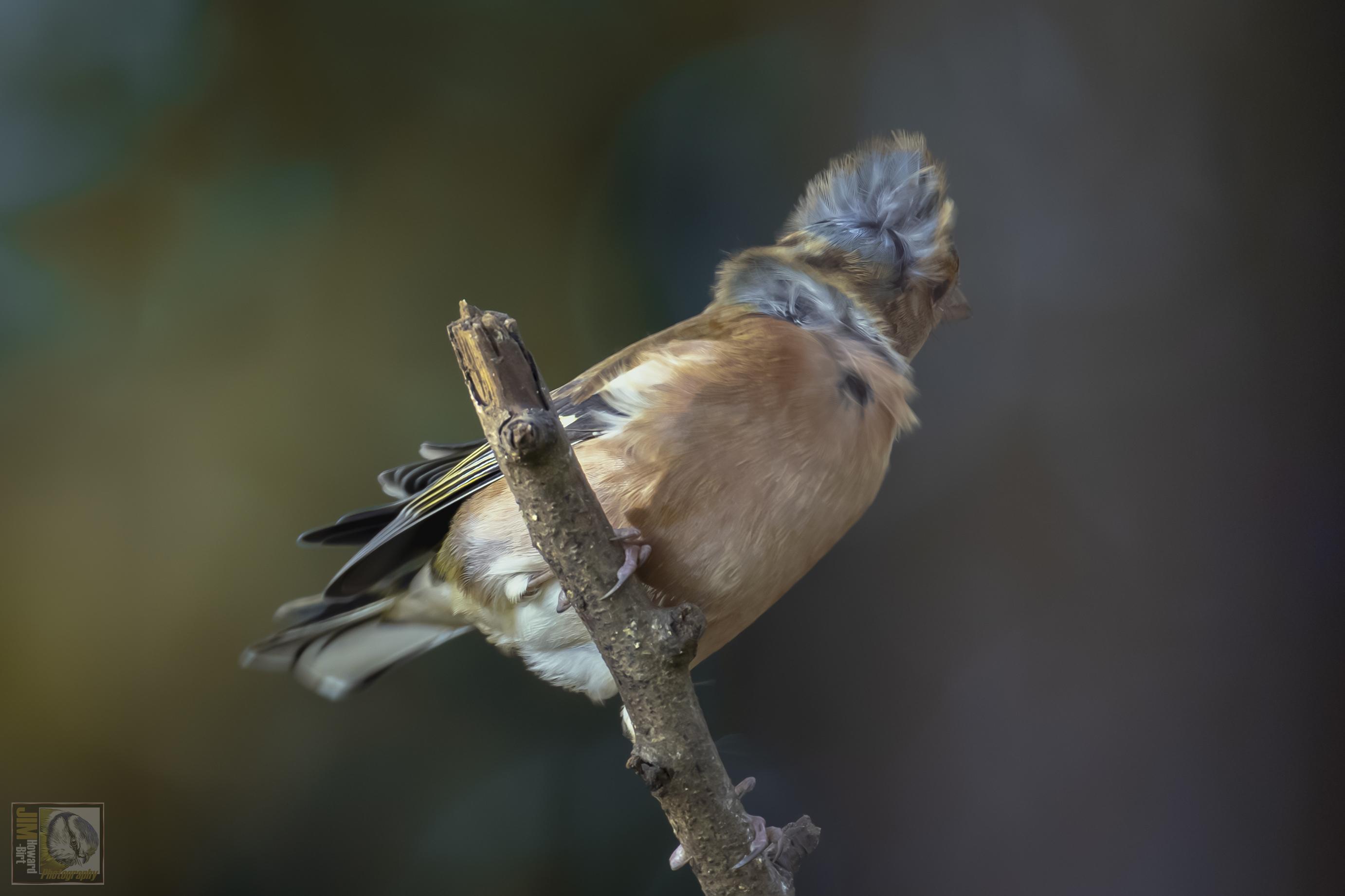 A browny orange colour bird with wind ruffled feathers 