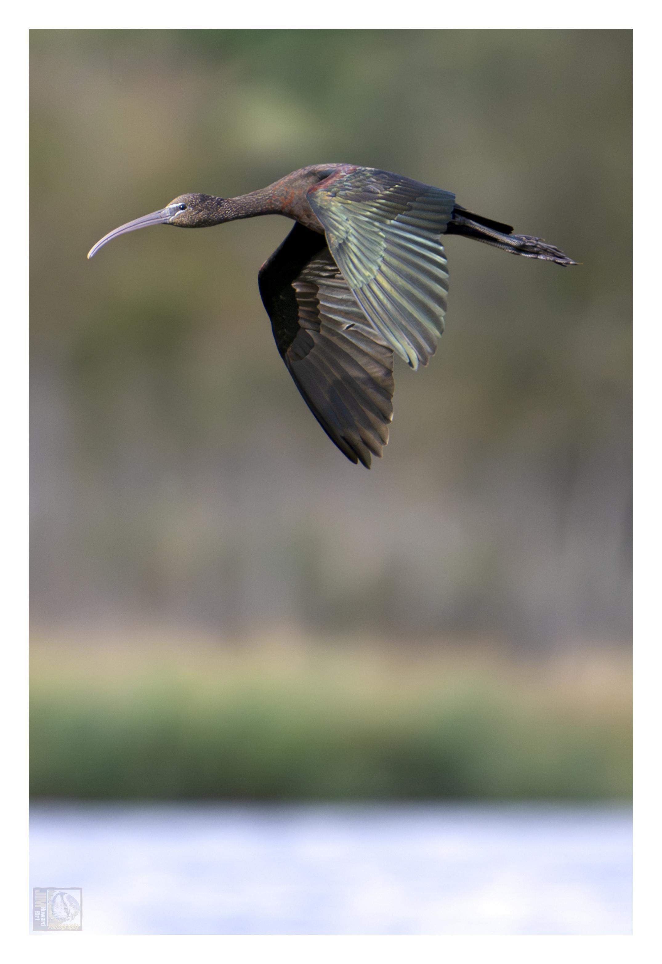 From the Wildlife Trust:

About
The glossy ibis is a heron-like bird with a long, curving beak. They breed in parts of southern and southeast Europe and are occasional visitors to the UK. However, in recent decades sightings here have become more common, mirroring an increase in their breeding population in southwest Europe. Glossy ibises made a couple of breeding attempts in England in 2014 and 2016, with the first confirmed successful nest in 2022. It's predicted that breeding may become more common as climate change results in drier summers in southwest Europe and milder winters in the UK.

Glossy ibises are usually found in wetlands or damp fields, using their long bill to probe the mud for food. They have a varied diet, mostly feeding on invertebrates like water beetles and dragonfly larvae, but occasionally eating newts, frogs, lizards, and other vertebrates. Their bills have special sensory organs in the tip that can detect pressure and vibrations, allowing them to find food buried in the mud.