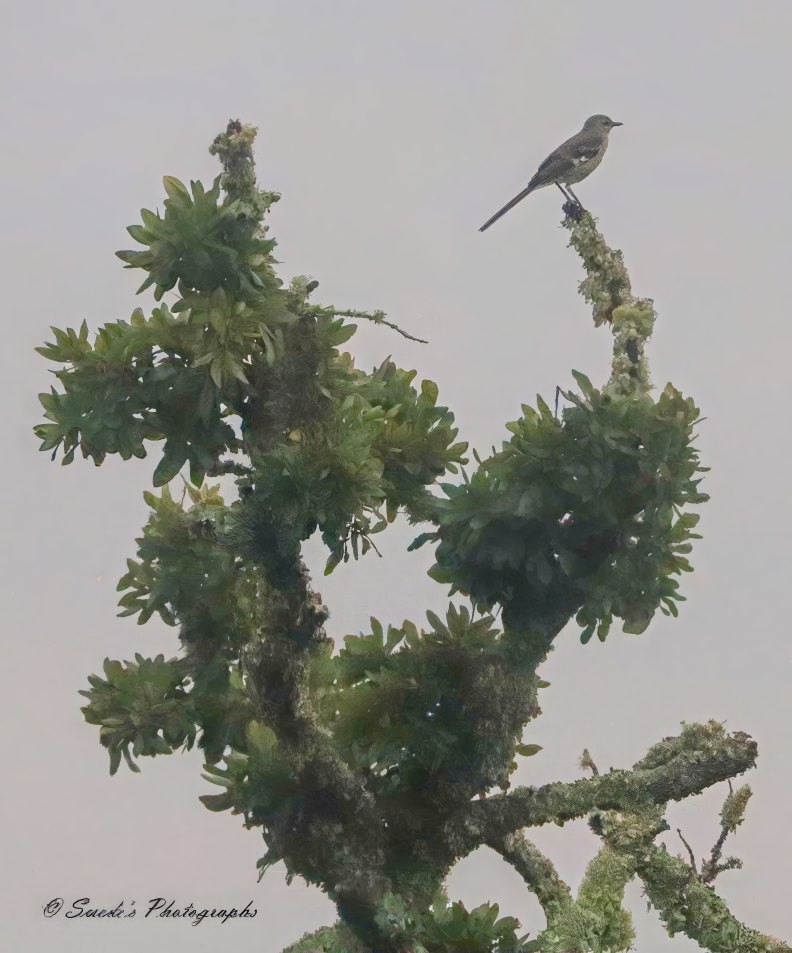 "The image shows a mockingbird perched on a unique and intriguing tree. The tree has thick, gnarled branches covered in moss and lichen, with clusters of green leaves adding texture and depth. The mockingbird is positioned at the top of the tree, looking to the right, its muted colors blending subtly with the foliage. The background is a pale, overcast sky, which contrasts nicely with the dark green leaves and the tree's intricate branches. The photograph is signed "© Swede's Photographs" in the bottom left corner. Overall, this scene creates a serene and visually appealing snapshot of nature." - Copilot