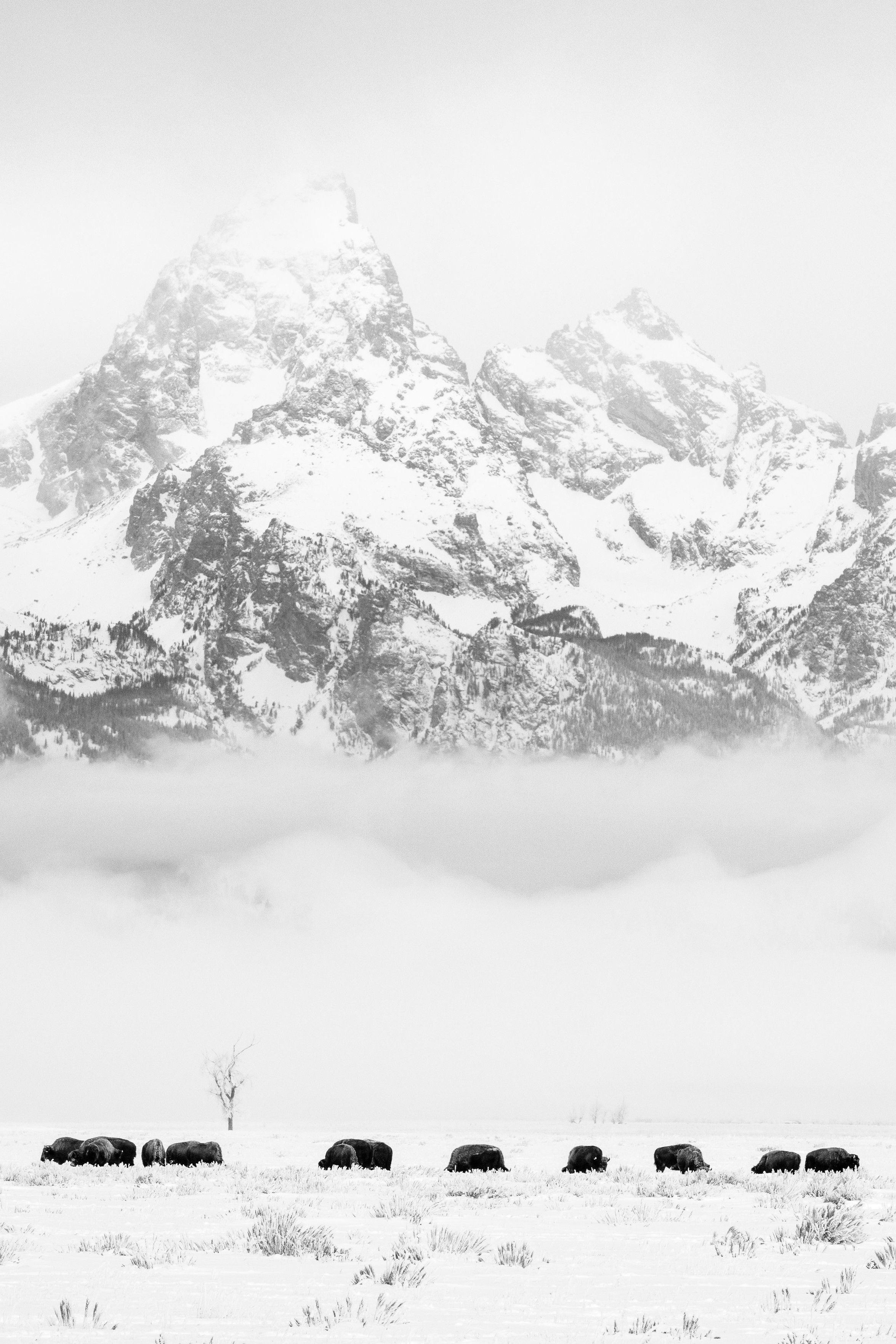 A group of bison grazing in the snow at Antelope Flats, with Grand Teton blanketed in clouds in the background.