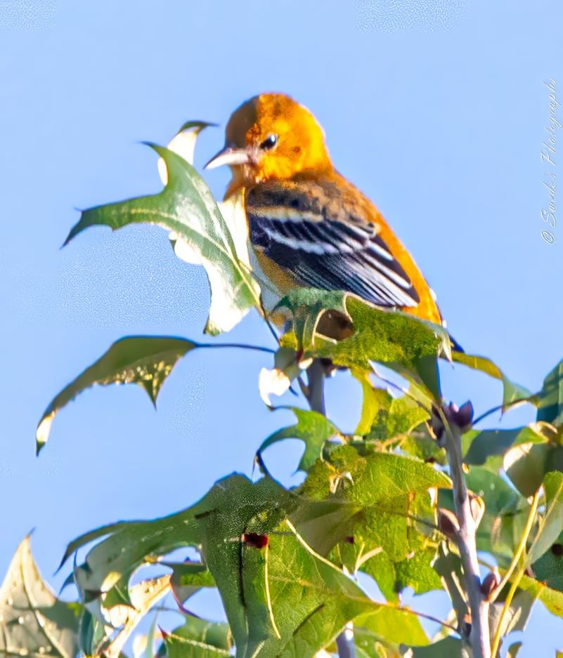 "The image features a beautiful bird perched on the green leaves of a tree. The bird has a striking bright orange plumage on its head and breast, with black and white markings on its wings. The background is a clear blue sky, which makes the vibrant colors of the bird stand out even more. It’s a lovely capture of wildlife in its natural habitat! " - Copilot