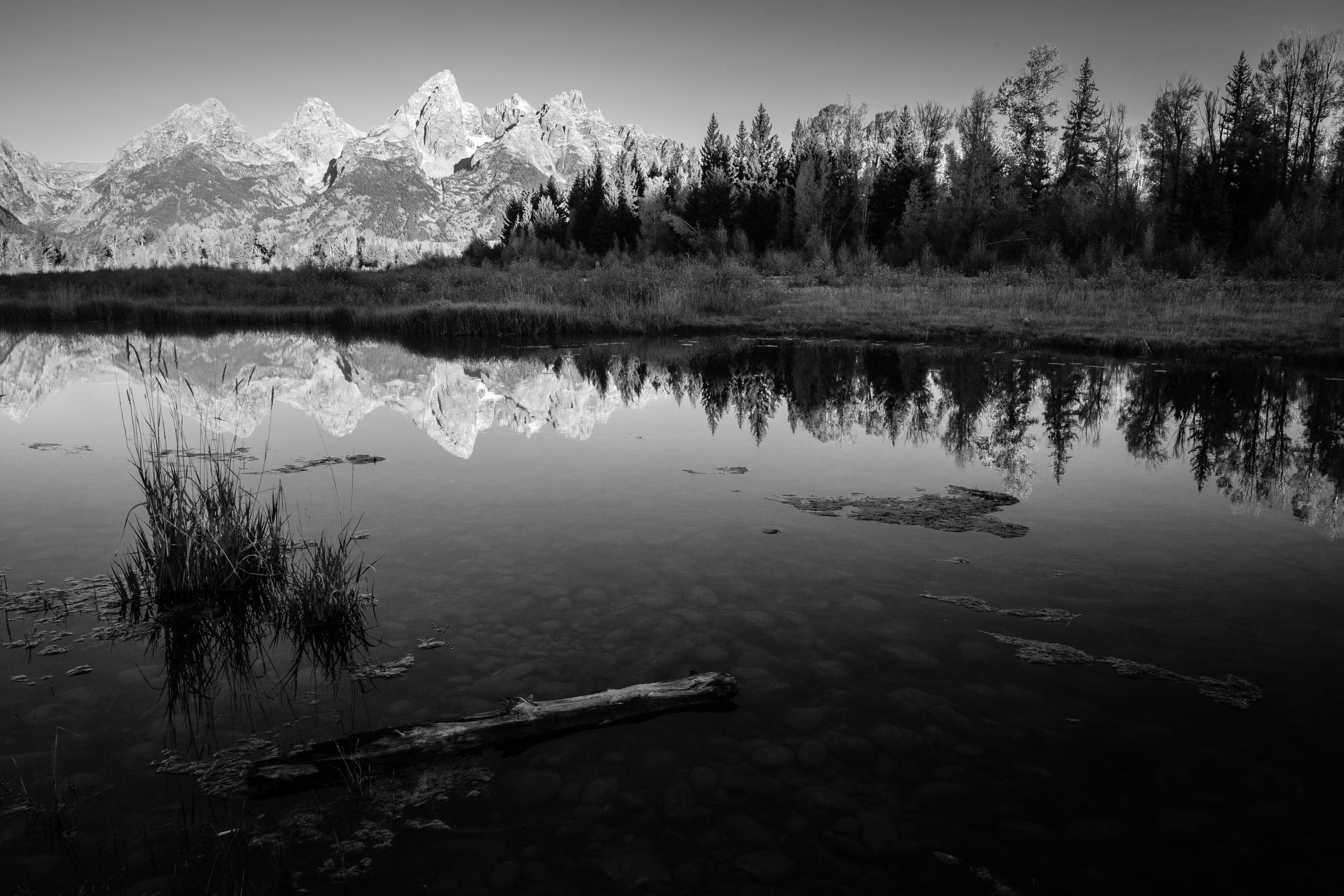 The Tetons reflected on the Snake River a sunrise. In the foreground, a log and some grasses in the water.