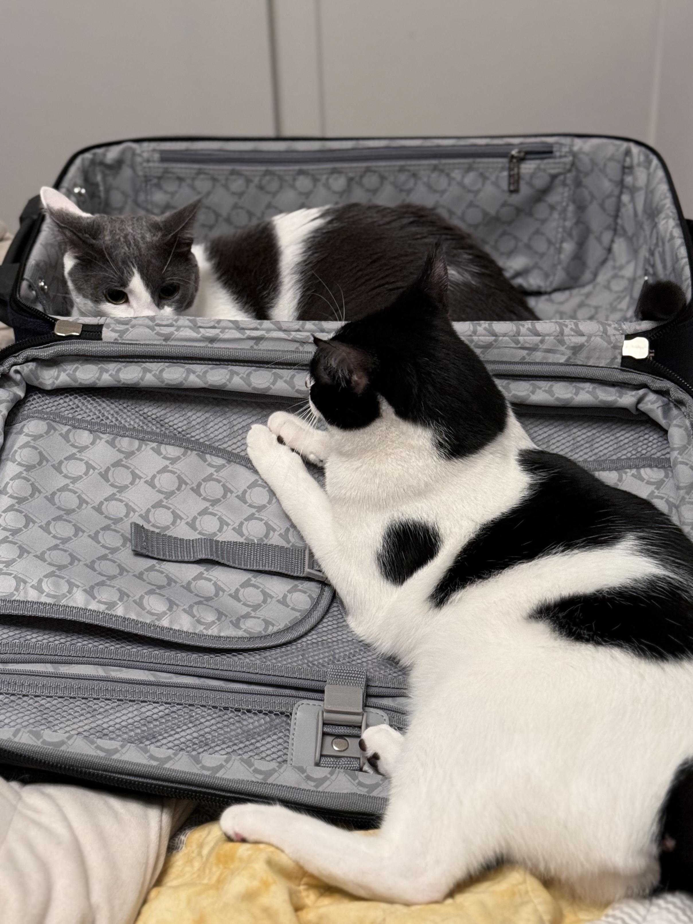 Two cats lounging in an open suitcase 