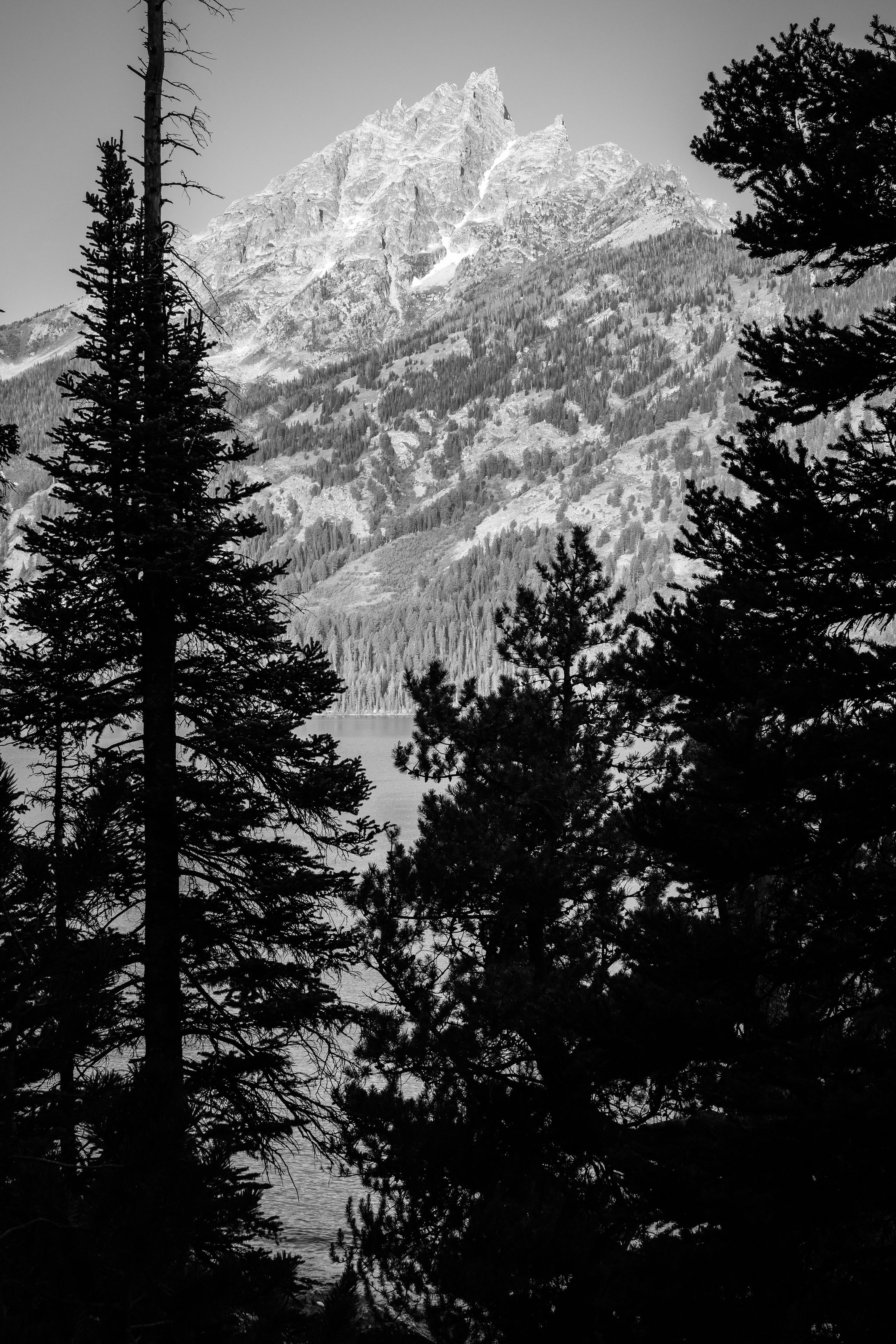 Teewinot Mountain framed by pine trees on the shore of Jenny Lake.