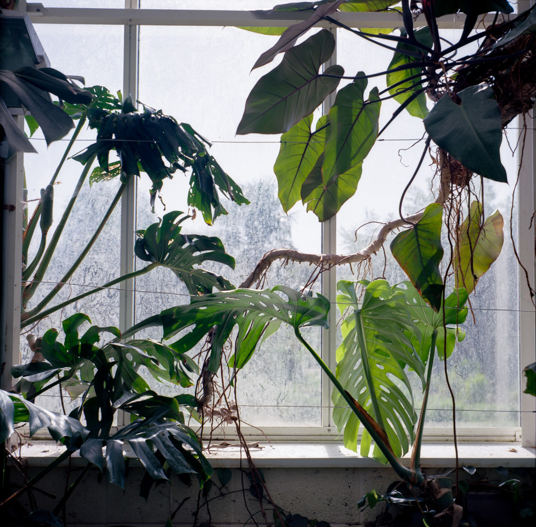 a colour photo of a window, covered in haze and algae, lit by the sun. in front of the window are large, green leaves of different tropical plants such as monstera and philodendron, with stems and branches reaching out in all directions across the frame. outside the window, just visible through the haze, is the green shape of other plants, and a bright area of sky