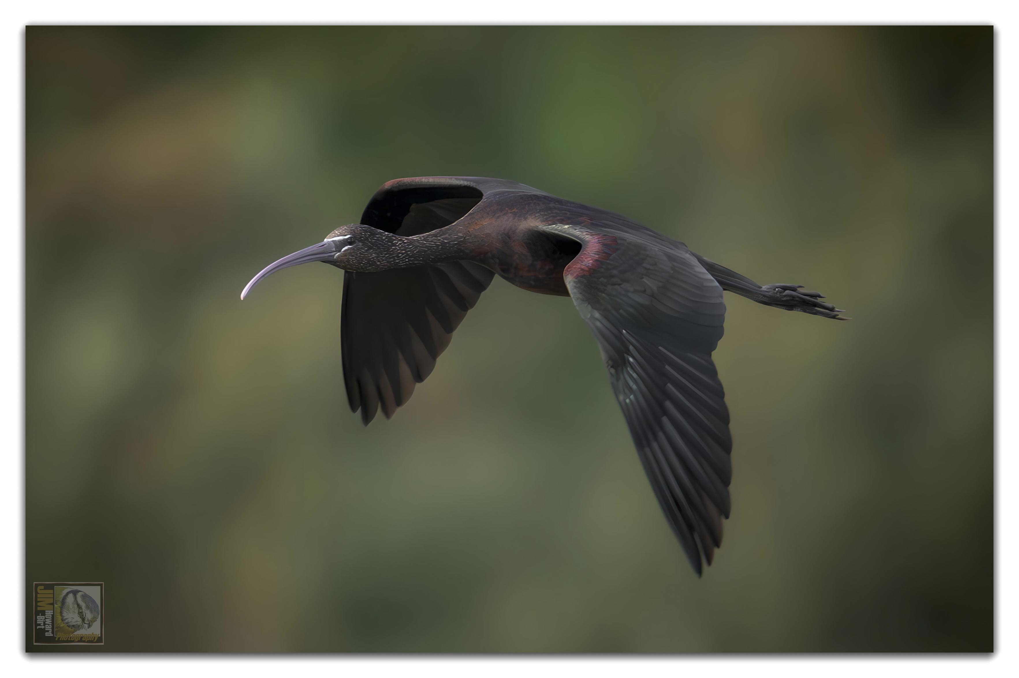 Glossy Ibis in flight