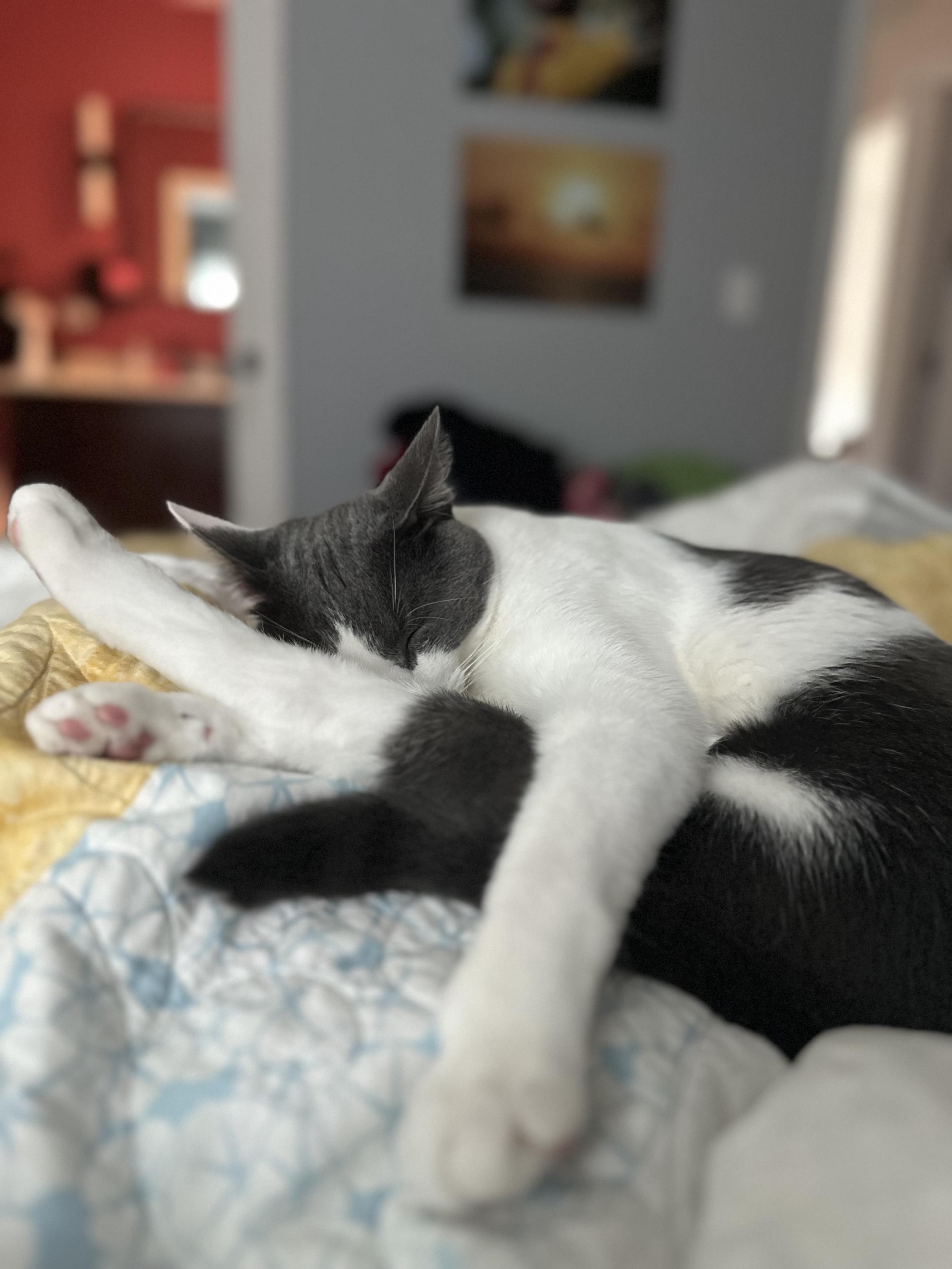 A gray and white cat sleeping on top of a person in bed