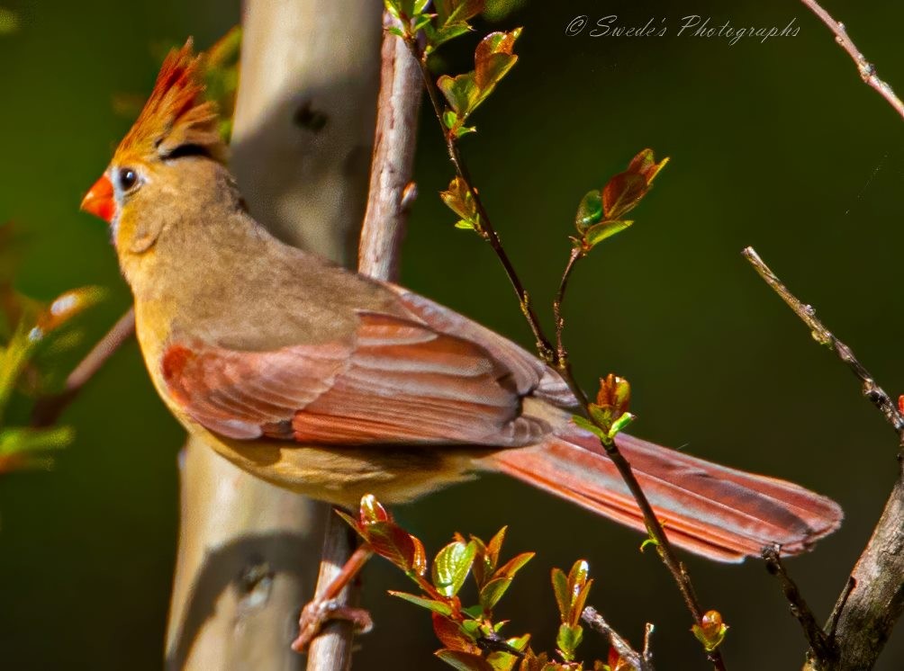 "The image shows a female northern cardinal perched on a branch. The bird has a distinctive orange beak, a crest on its head, and a mix of brown and reddish feathers. The background is blurred, highlighting the bird and the branch it is perched on. The image is interesting because it captures the detailed and vibrant plumage of the female northern cardinal, which is often less vividly colored than the male. The photograph is well-composed, with the bird in sharp focus against a soft, natural background. The text "© Swede's Photographs" is visible in the upper right corner of the image.

Female northern cardinals might not be as vibrant as their male counterparts, but they have a subtle beauty that stands out in their natural habitat." - Copilot