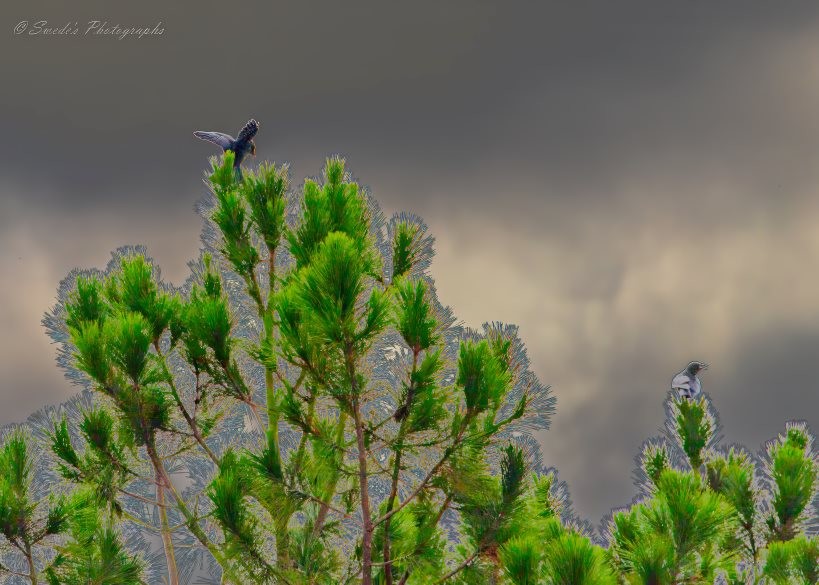 "The image shows the top of a tree with green foliage against a cloudy sky. There are two crows perched on the tree. One crow is on the left side, with wings spread as if about to take flight. The other crow is on the right side, sitting calmly on a branch. The sky in the background is dark and stormy, creating a dramatic contrast with the bright green of the tree. The image is interesting due to the contrast between the vibrant green tree and the dark, moody sky, as well as the dynamic positioning of the birds. The text "© Swede's Photographs" is visible in the top left corner." - Copilot with edits