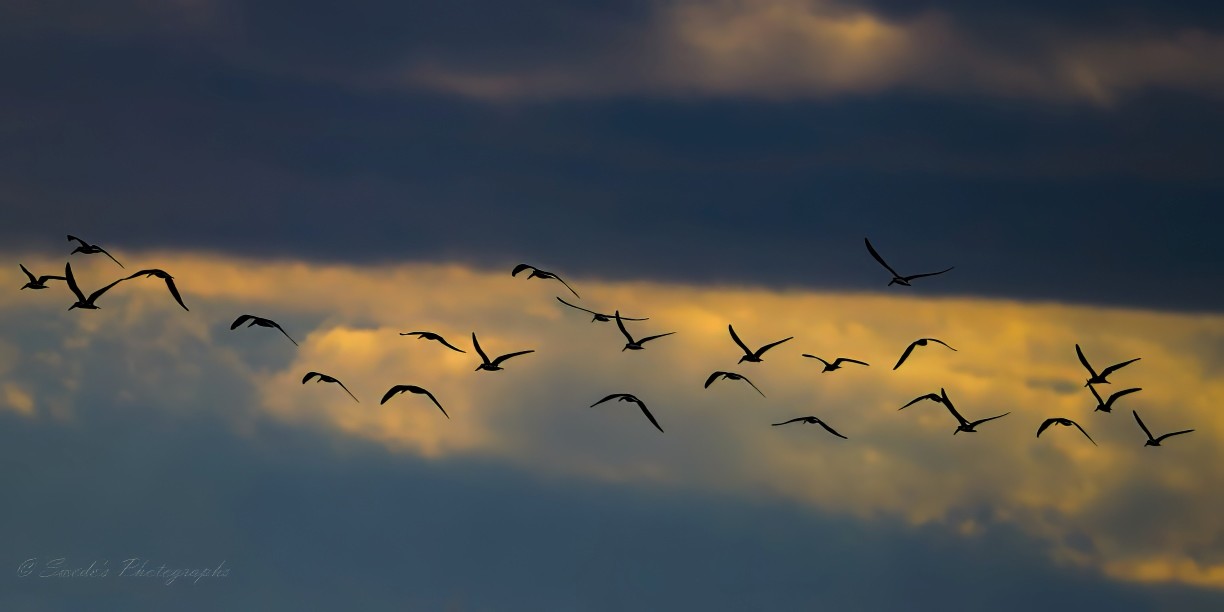 "The image captures a peaceful scene of a flock of birds flying against a dramatic sky. The upper part of the sky is a deep blue with soft, diffuse clouds, while the horizon glows with a warm, golden hue, suggesting either sunrise or sunset. The birds are silhouetted and arranged in a V-formation, commonly seen in migratory birds to conserve energy during long flights. This formation, along with the contrast between the dark silhouettes and the bright sky, creates a striking visual effect that emphasizes themes of freedom, natural beauty, and migration. There is also a watermark or signature in the bottom left corner that reads “©Swede's Photographs,” indicating the photographer’s credit." - Copilot