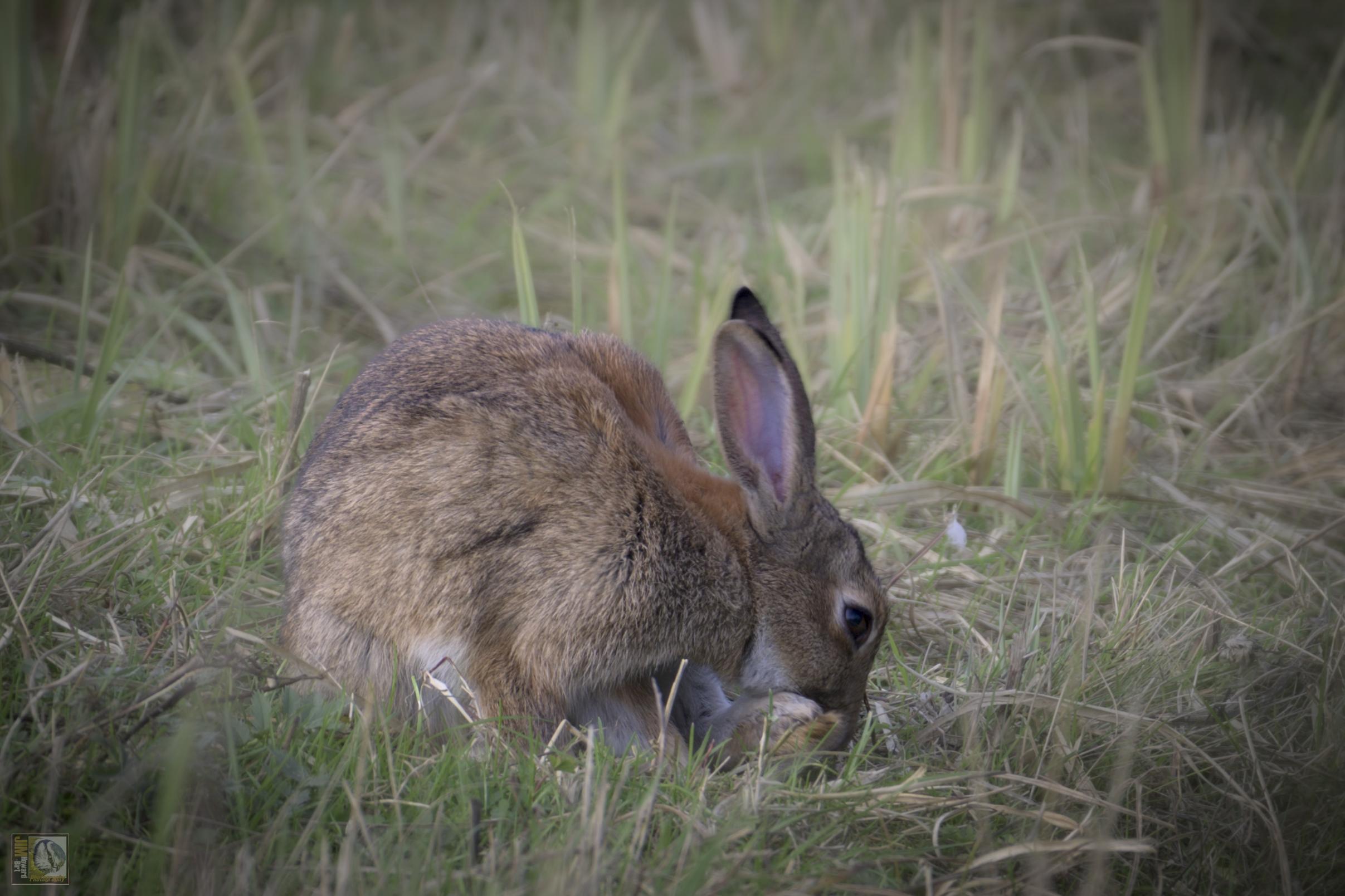 a wild rabbit cleaning its paws in the grass