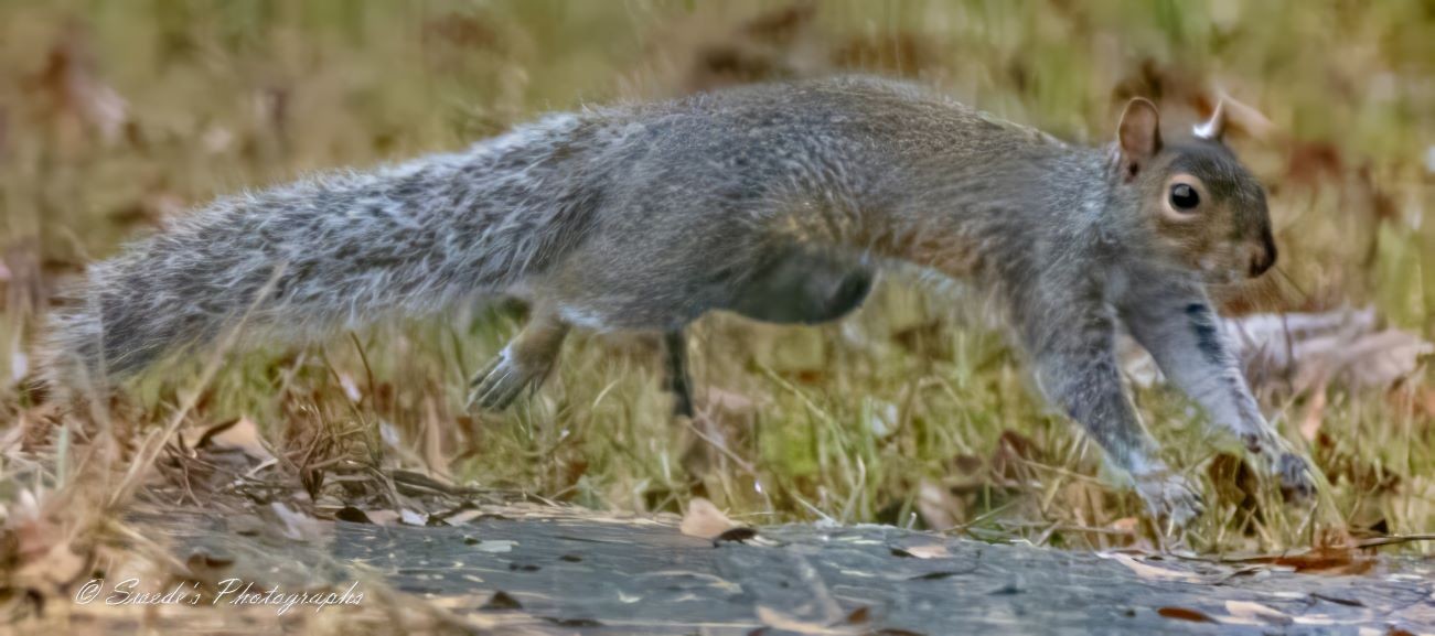 "The image shows an eastern gray squirrel in mid-motion, running across a grassy area. The squirrel’s body is elongated, with its legs stretched out, indicating swift movement. The background consists of blurred grass and fallen leaves, suggesting an outdoor setting, possibly a park or forest. The squirrel’s fur is a mix of gray and white, and its bushy tail is prominently visible. The image captures the dynamic nature of the squirrel’s movement, highlighting its agility and speed. In the bottom left corner, there is a watermark that reads "Swede’s Photographs."" - Copilot