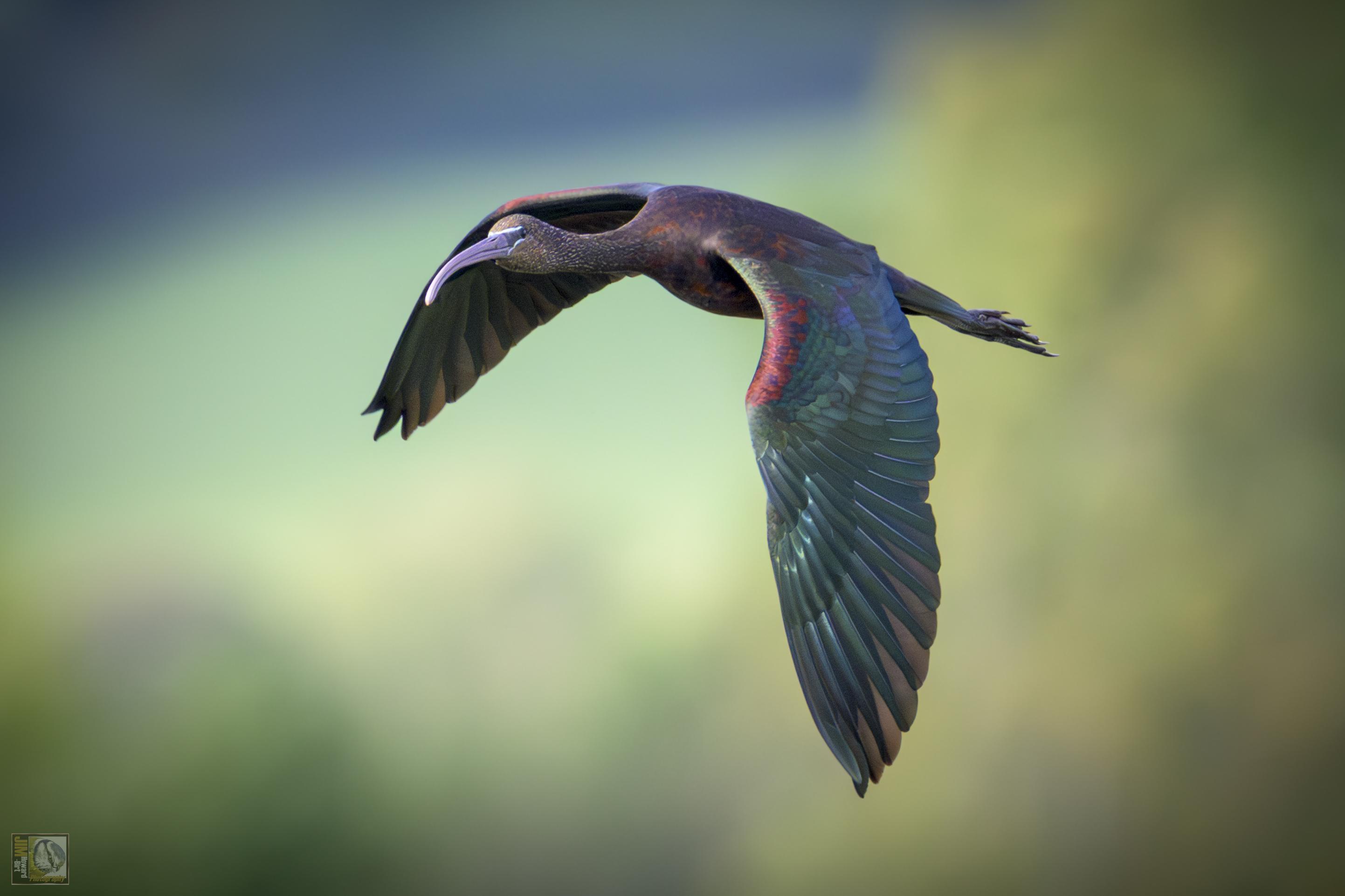 The glossy ibis is a heron-like bird with a long, curving beak.