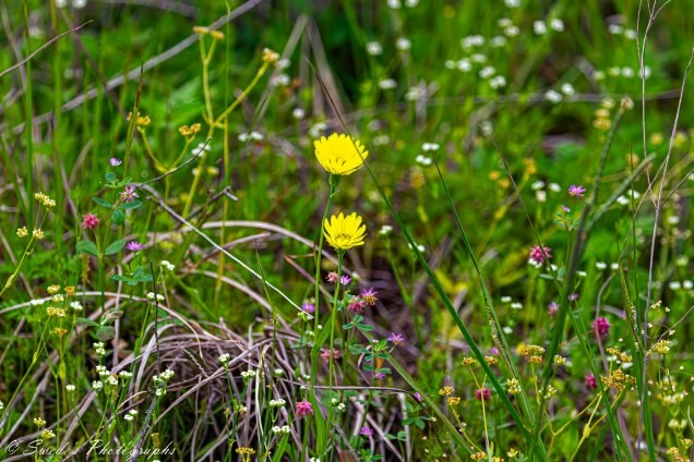 "The image shows a vibrant and diverse meadow with various wildflowers and grasses. The focal point is two bright yellow flowers standing tall among the greenery. Surrounding these yellow flowers are smaller flowers of different colors, including pink, white, and yellow. The background is filled with lush green grass and other vegetation, creating a rich and natural scene. The text "© Swede's Photographs" is visible in the bottom left corner, indicating the photographer's credit. Such a lovely display of nature’s beauty!" - Copilot