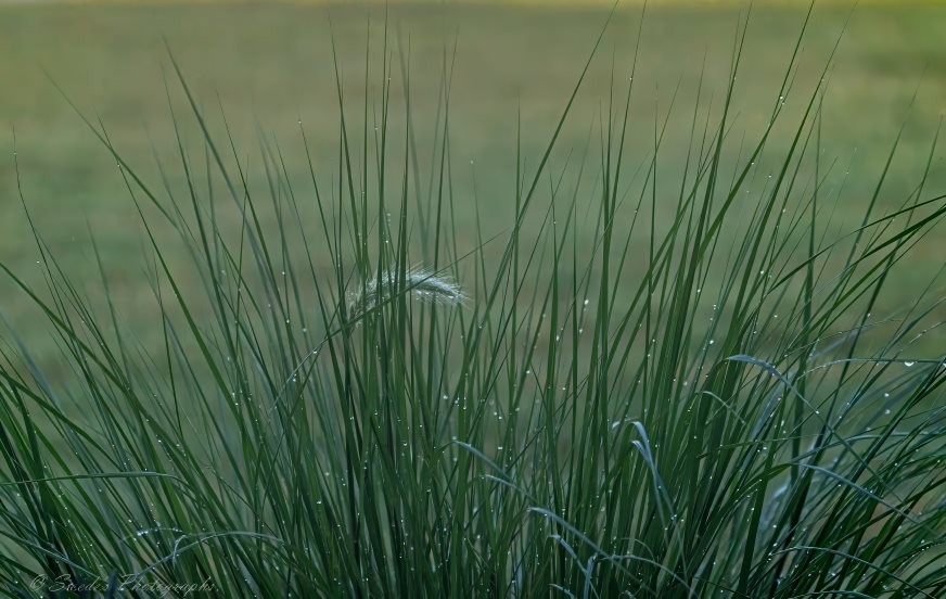 "The image shows a close-up of green grass with water droplets on it. The background is blurred, which highlights the sharpness and detail of the grass blades and the water droplets clinging to them. The lighting suggests it might be early morning or after a rain shower, which could explain the presence of the water droplets. This image captures a simple natural phenomenon—dew on grass—in a way that emphasizes texture, light, and the beauty found in everyday life." - Copilot