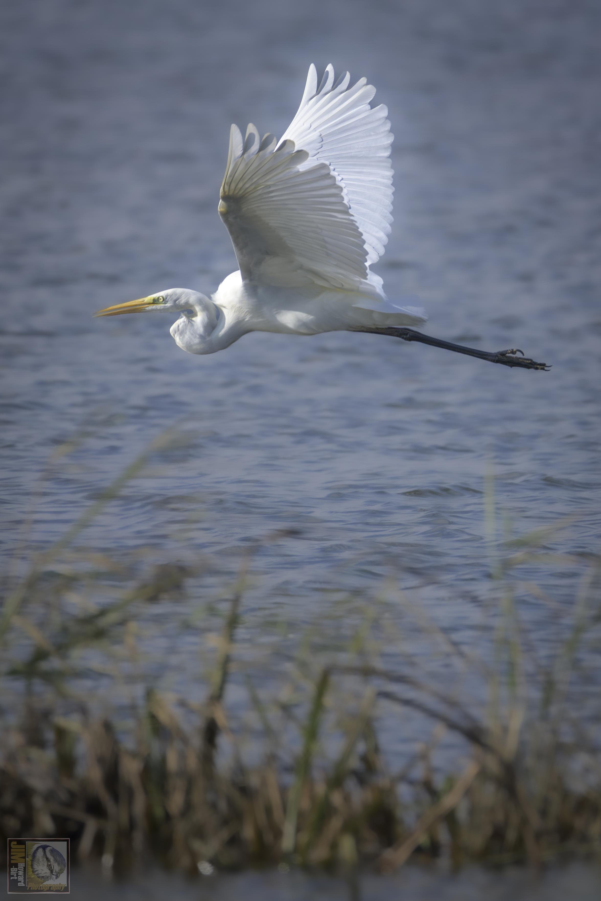 a large white coloured heron in flight