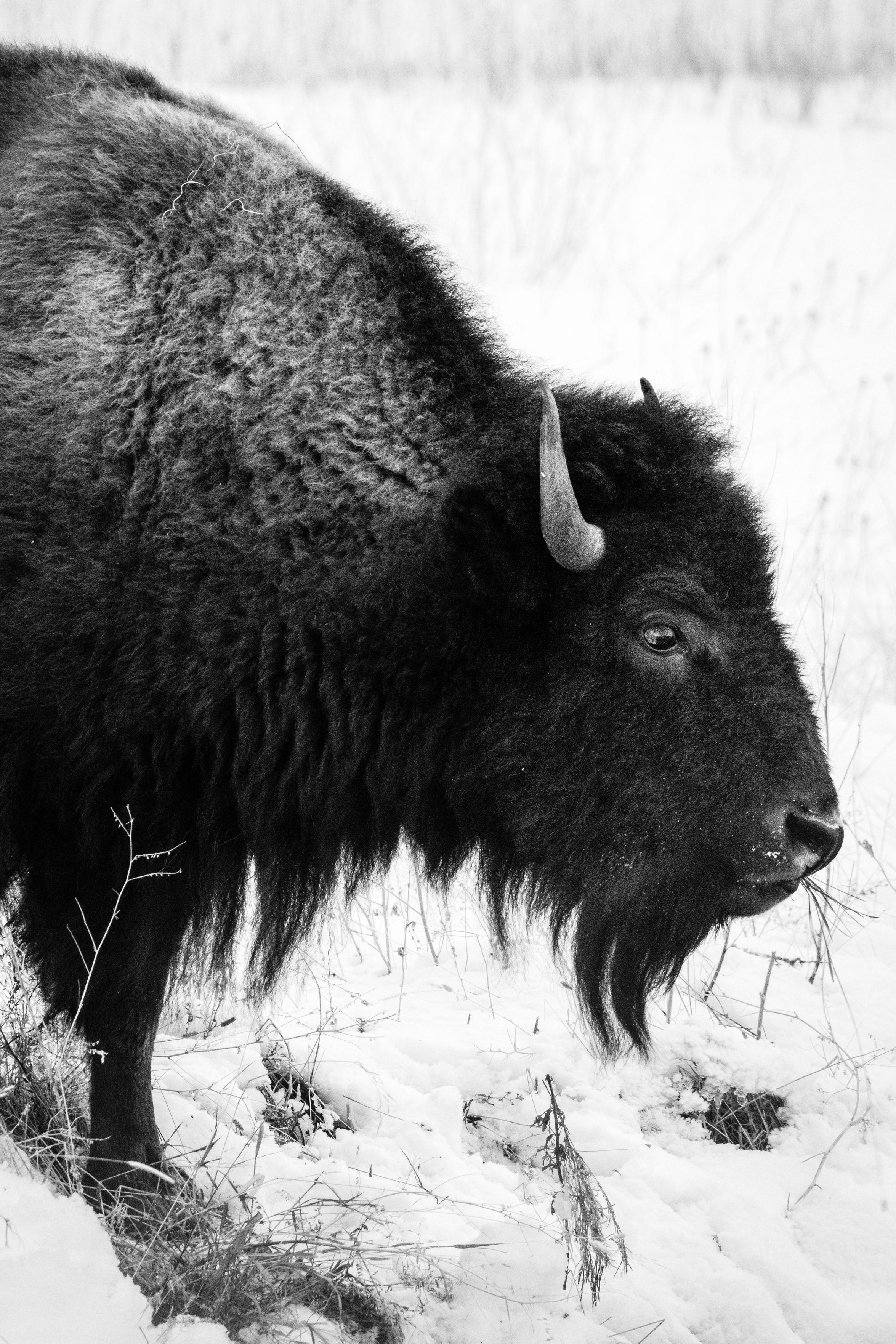 A young bison eating some grass by the Kelly Warm Spring in Grand Teton National Park.