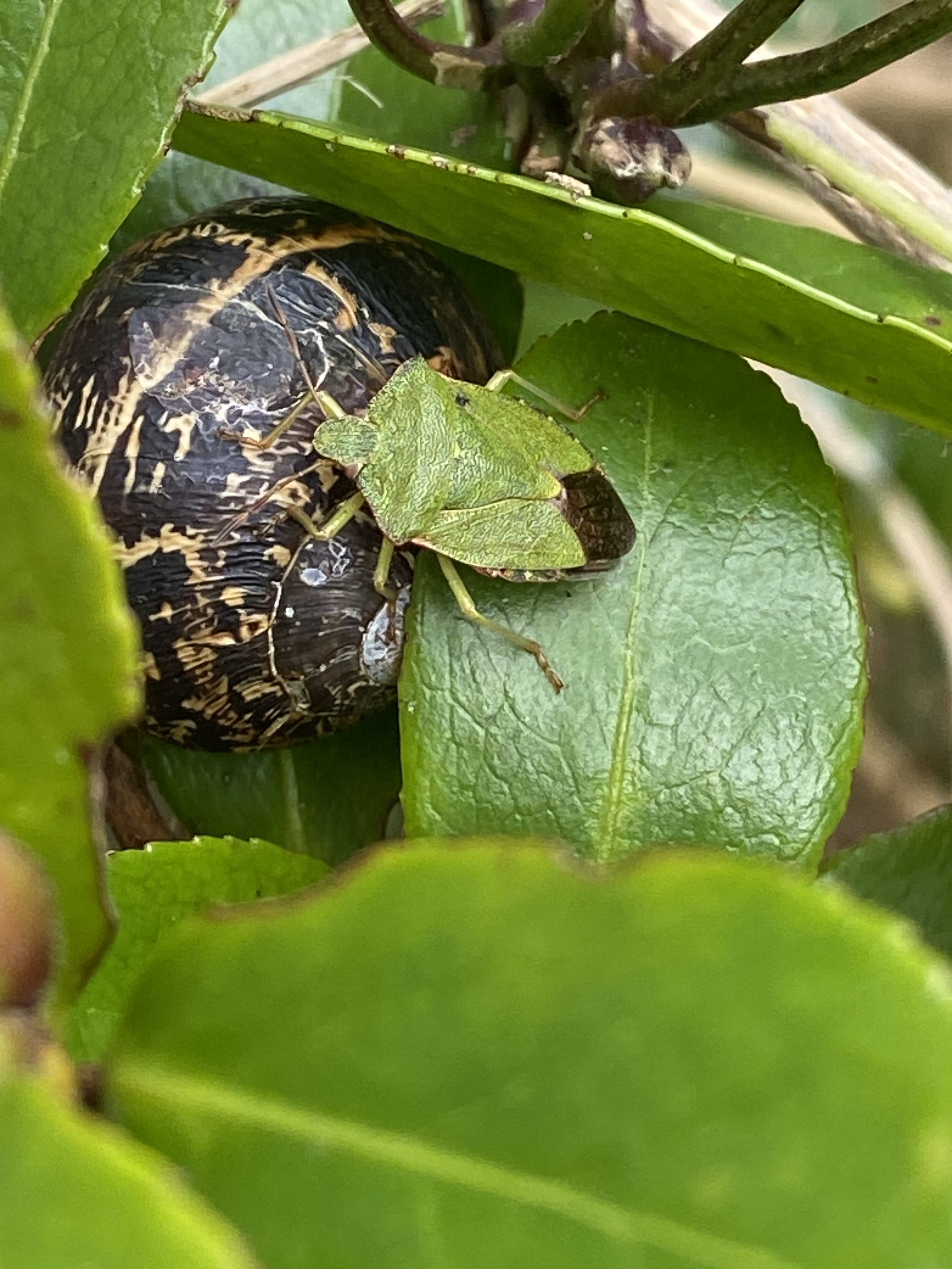 a common green shieldbug, surrounded by glossy, green leaves, stands half on top of a large, brown snail's shell