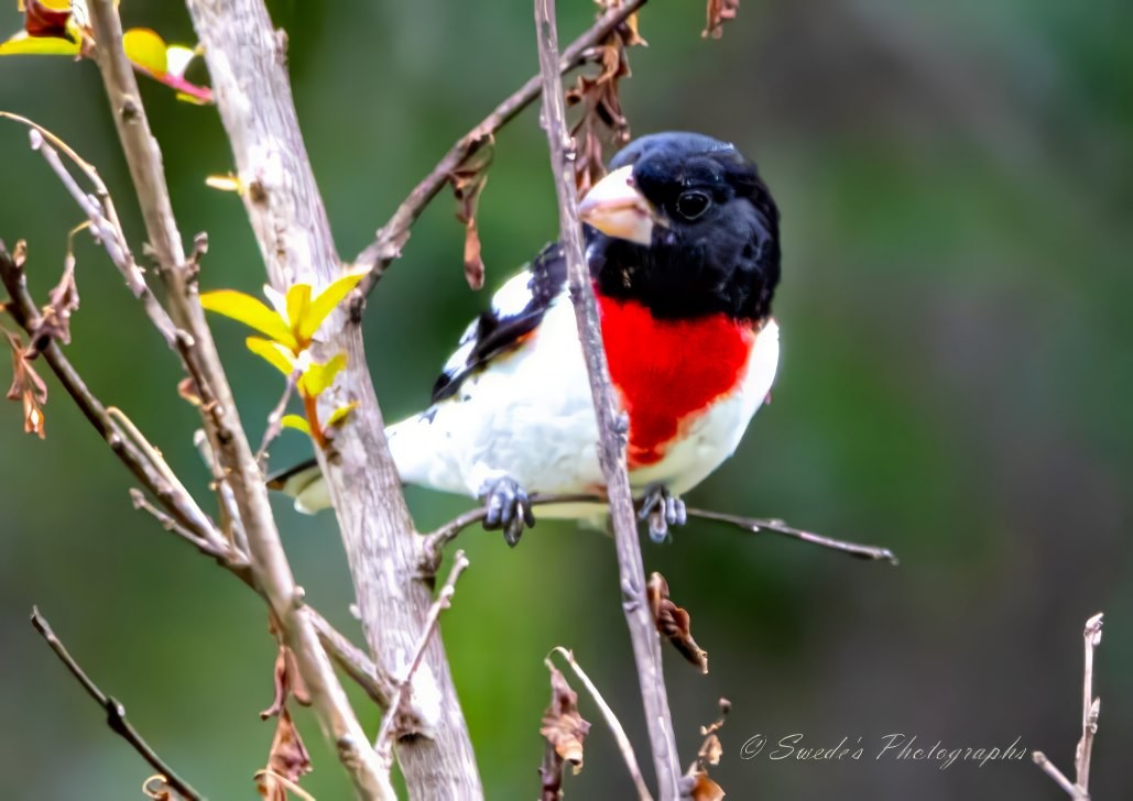 "The image shows a rose-breasted grosbeak perched on a branch. This bird has a striking appearance with a vivid rose-red patch on its chest, contrasting sharply against its white belly and underwing coverts. Its wings and back are black with prominent white patches, and it has a black head with a white patch on each cheek. The bird’s stout, conical bill is pale, almost ivory in color. The tail is black with white edges visible.

The grosbeak is looking slightly to its right, appearing alert and attentive. The surrounding foliage includes several small branches without leaves and one visible yellow leaf, suggesting an autumn setting." - Copilot