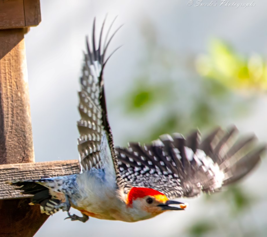 "The image shows a woodpecker taking flight from the edge of a wooden structure, possibly a bird feeder or part of a deck. The bird’s wings are fully extended, showcasing its feathers prominently against a blurred background of green foliage and light sky. This highlights the motion and beauty of the woodpecker in its natural environment. The scene captures a moment of dynamic grace as the bird leaves its perch." - Copilot

"A sleek, round-headed woodpecker, about the same size as a Hairy Woodpecker but without the blocky outlines. Often appears pale overall, even the boldly black-and-white striped back, with flashing red cap and nape. Look for white patches near the wingtips as this bird flies." - allaboutbirds.org