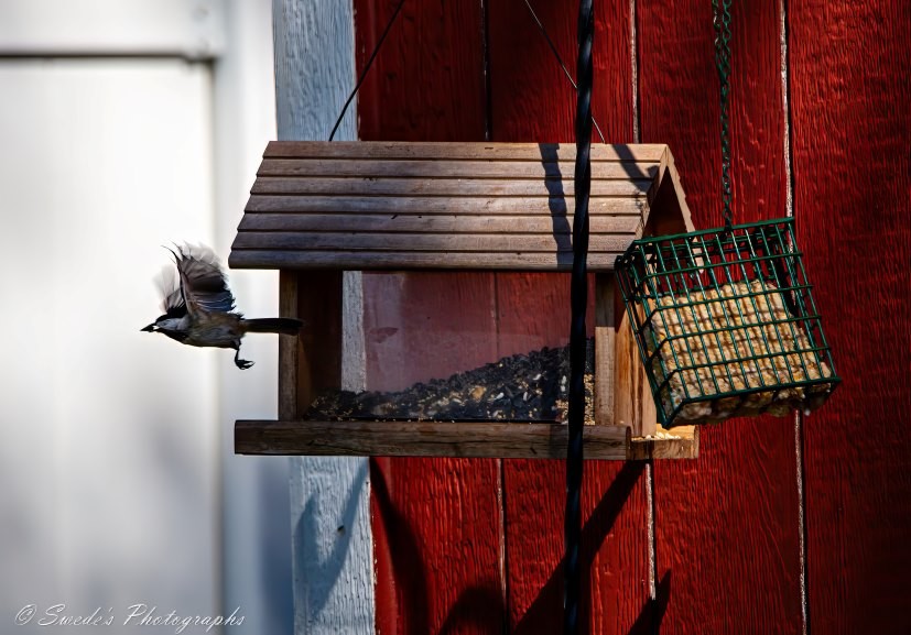 "The image shows a chickadee in mid-flight, captured just as it's flying away from a wooden bird feeder with a sunflower seed in its beak. The feeder has a slanted roof and contains a mix of seeds. Hanging on the right is a green metal suet cage, filled with suet. The background features a red wooden wall, likely part of a barn or shed, and a white section of a fence on the left. The lighting creates contrast between the bright areas and the shadows, highlighting the bird and the feeder. The photographer’s watermark, “© Swede’s Photographs,” is visible in the bottom left corner. This moment captures the dynamic interaction between the bird and its environment, showcasing nature's activity in a human-provided setting." - Copilot